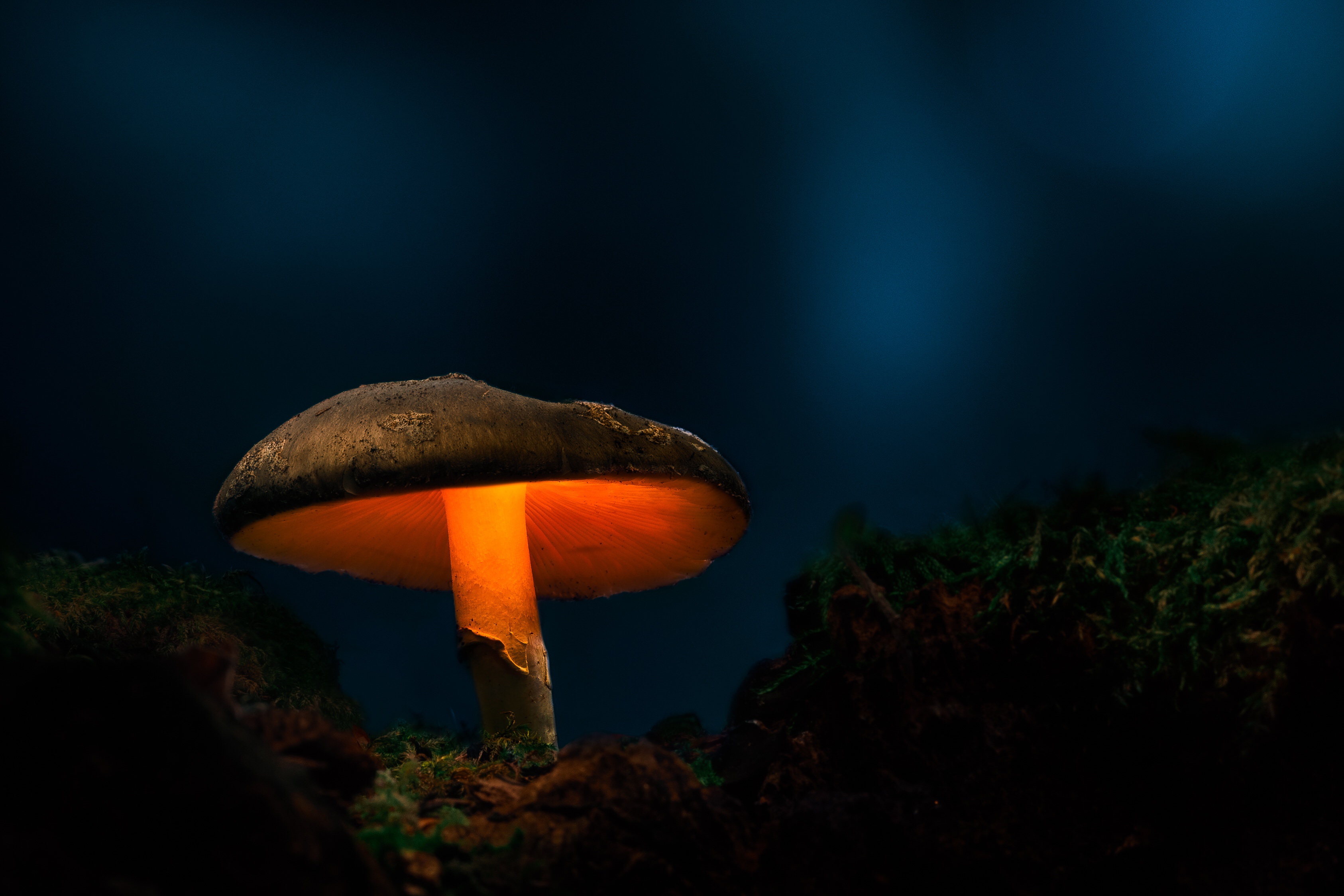 Free download wallpaper Nature, Macro, Earth, Mushroom on your PC desktop