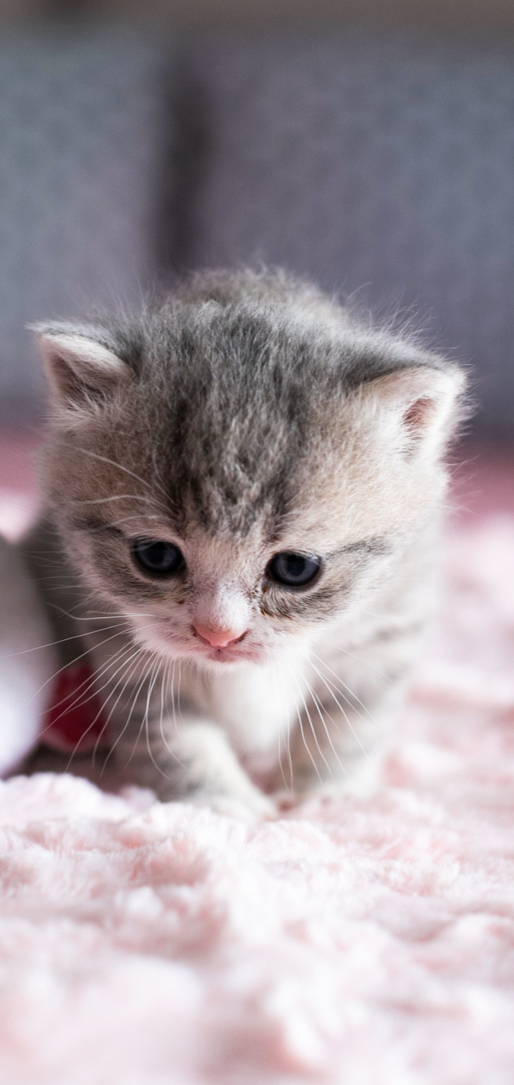 Download mobile wallpaper Kitten, Cat, Cats, Animal for free.