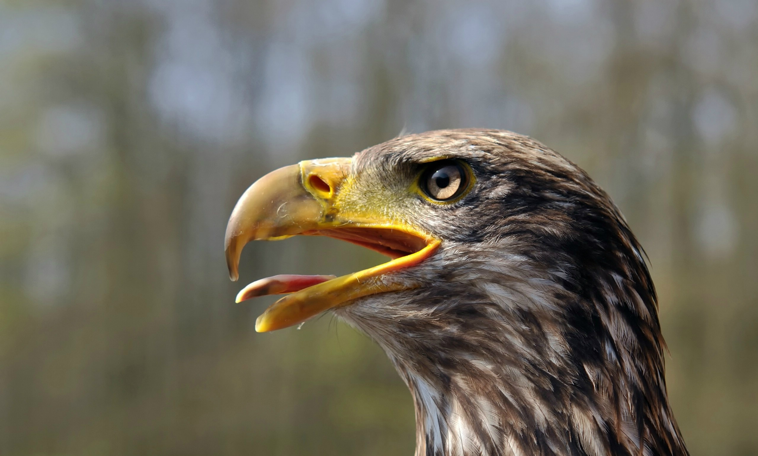 Handy-Wallpaper Adler, Vögel, Tiere kostenlos herunterladen.
