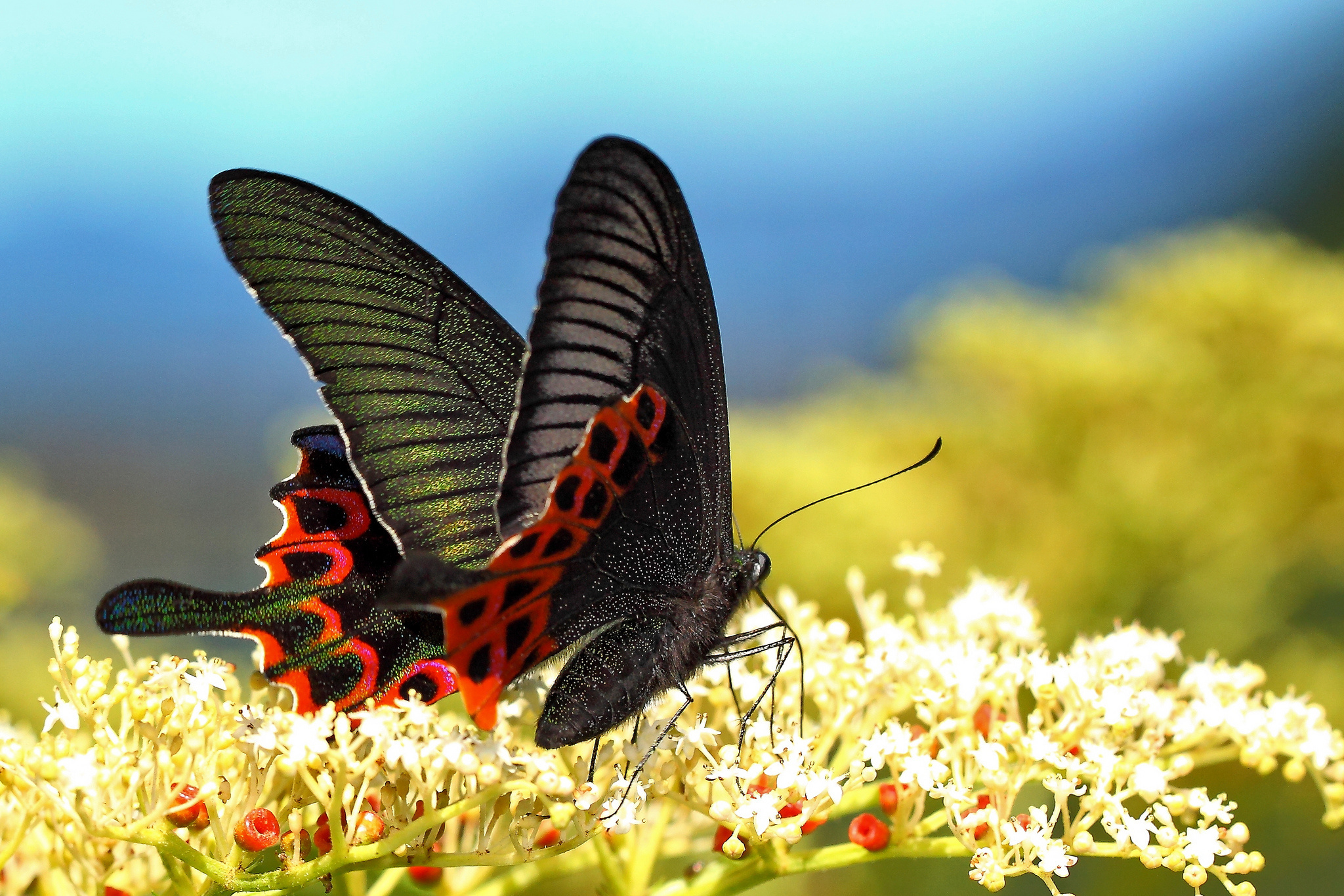 Descarga gratuita de fondo de pantalla para móvil de Animales, Insecto, Mariposa, Fotografía.
