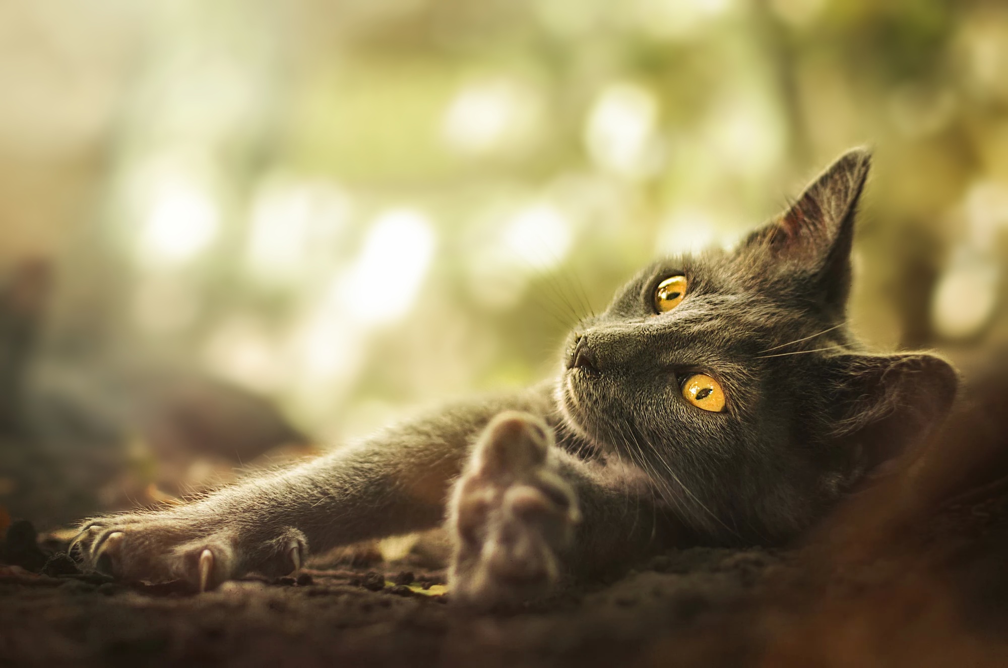 Free download wallpaper Cat, Cats, Animal on your PC desktop