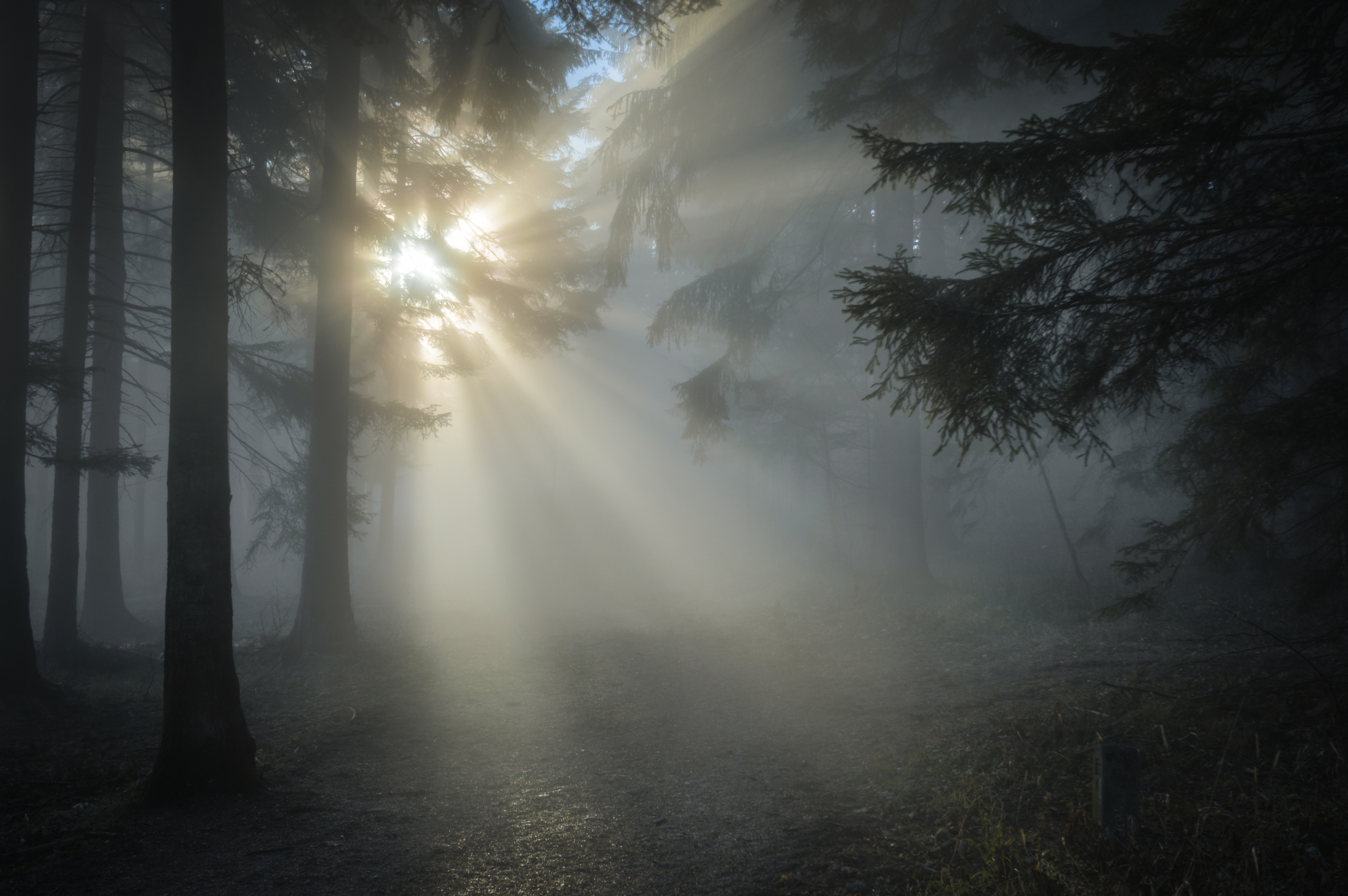 Free download wallpaper Nature, Forest, Tree, Fog, Earth, Sunlight, Sunbeam on your PC desktop