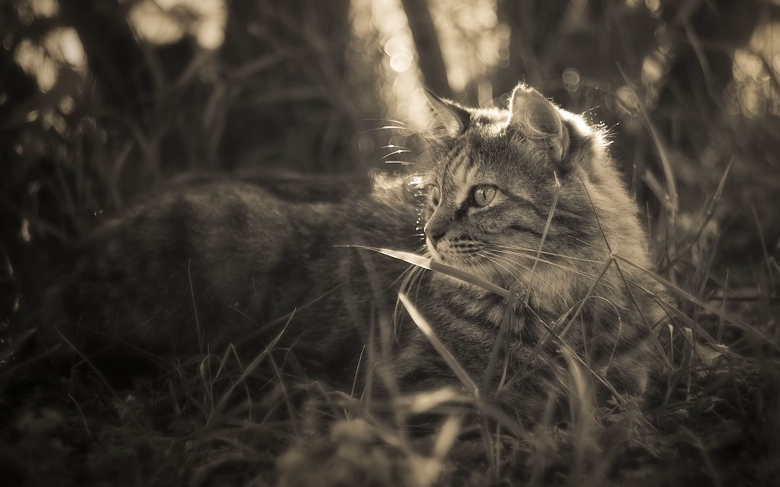 Baixar papel de parede para celular de Animais, Gatos, Gato gratuito.