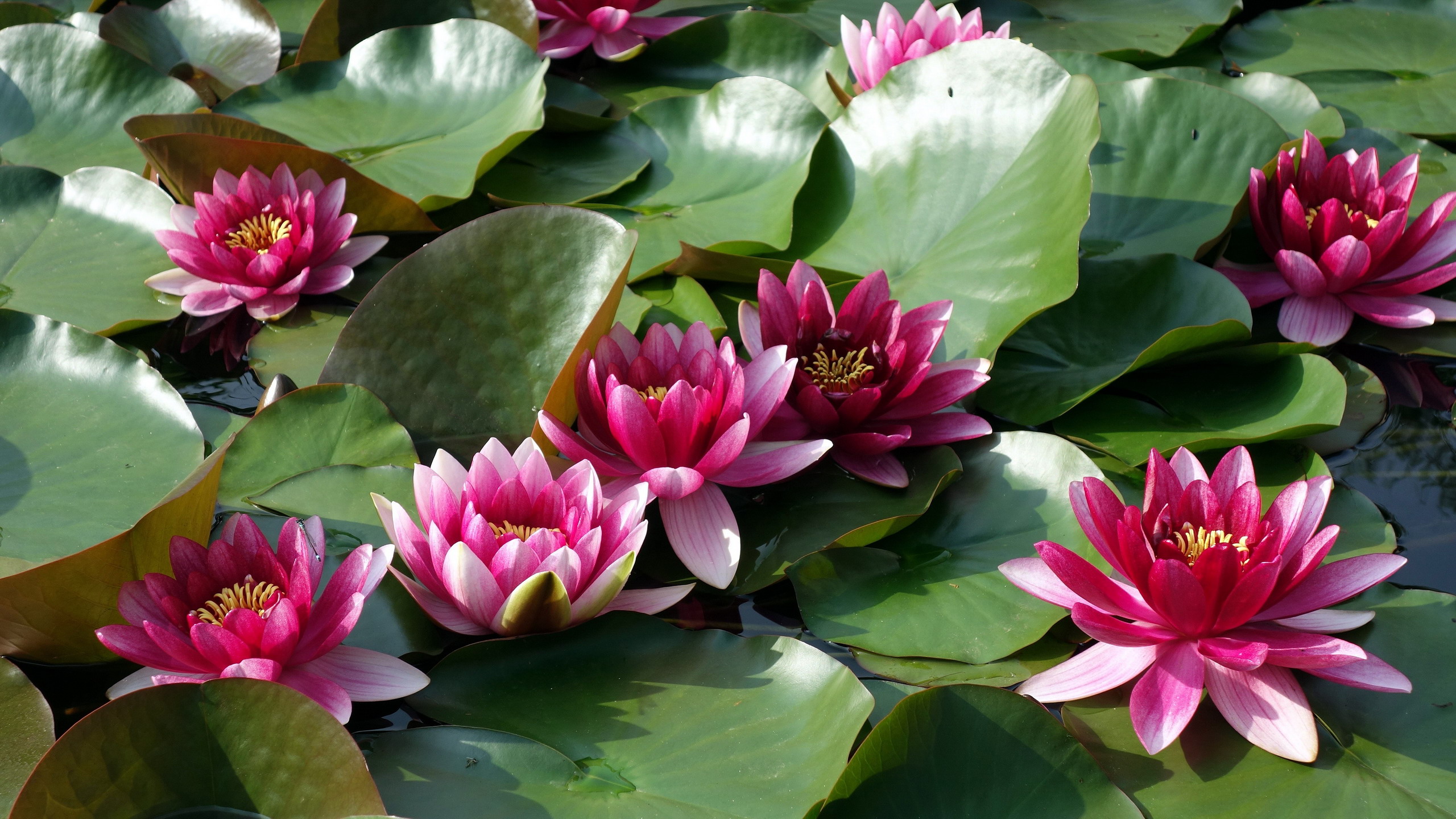 Download mobile wallpaper Nature, Flowers, Earth, Water Lily, Pink Flower for free.