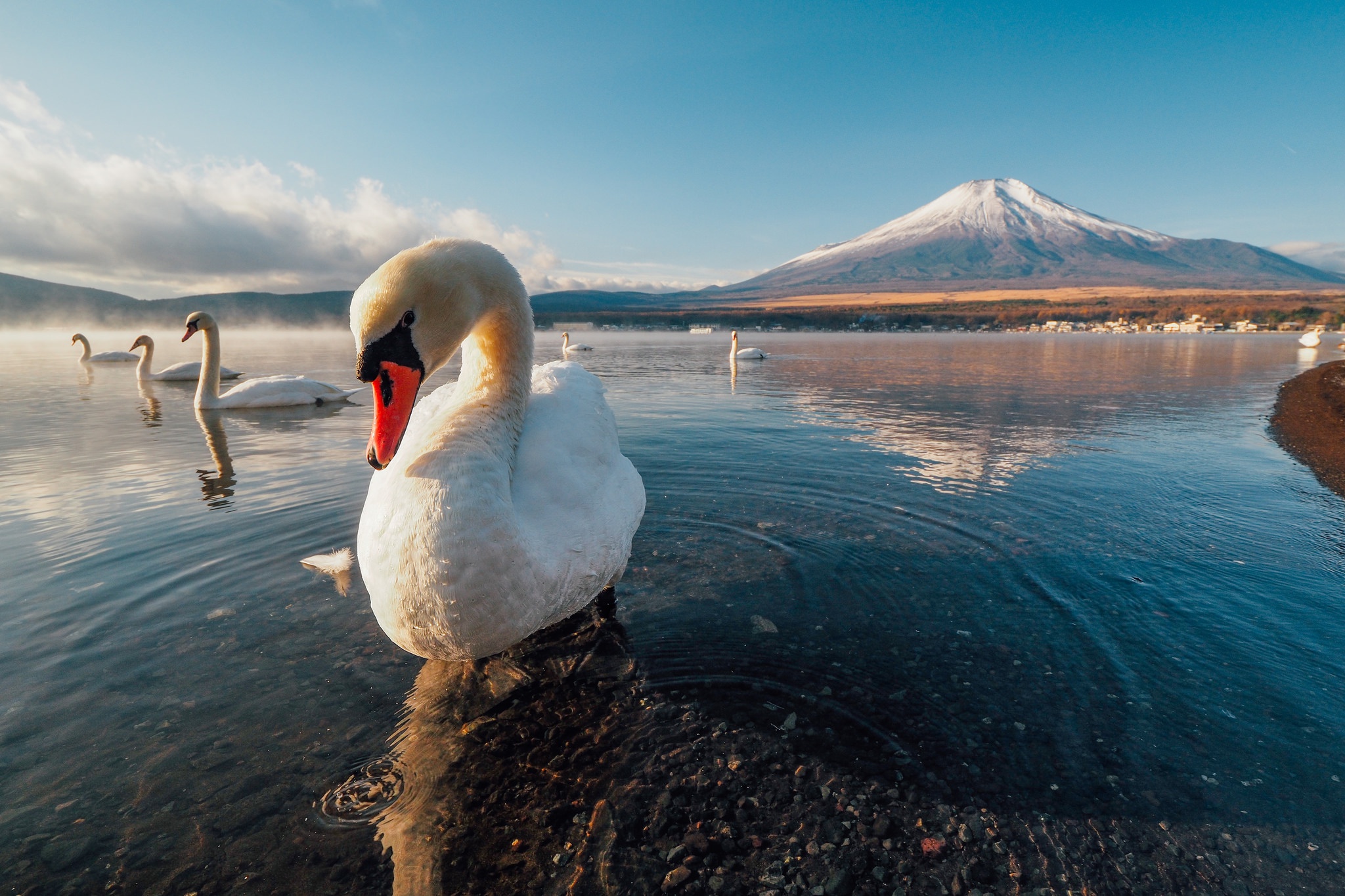 Free download wallpaper Birds, Lake, Reflection, Bird, Animal, Swan, Volcano, Mute Swan on your PC desktop