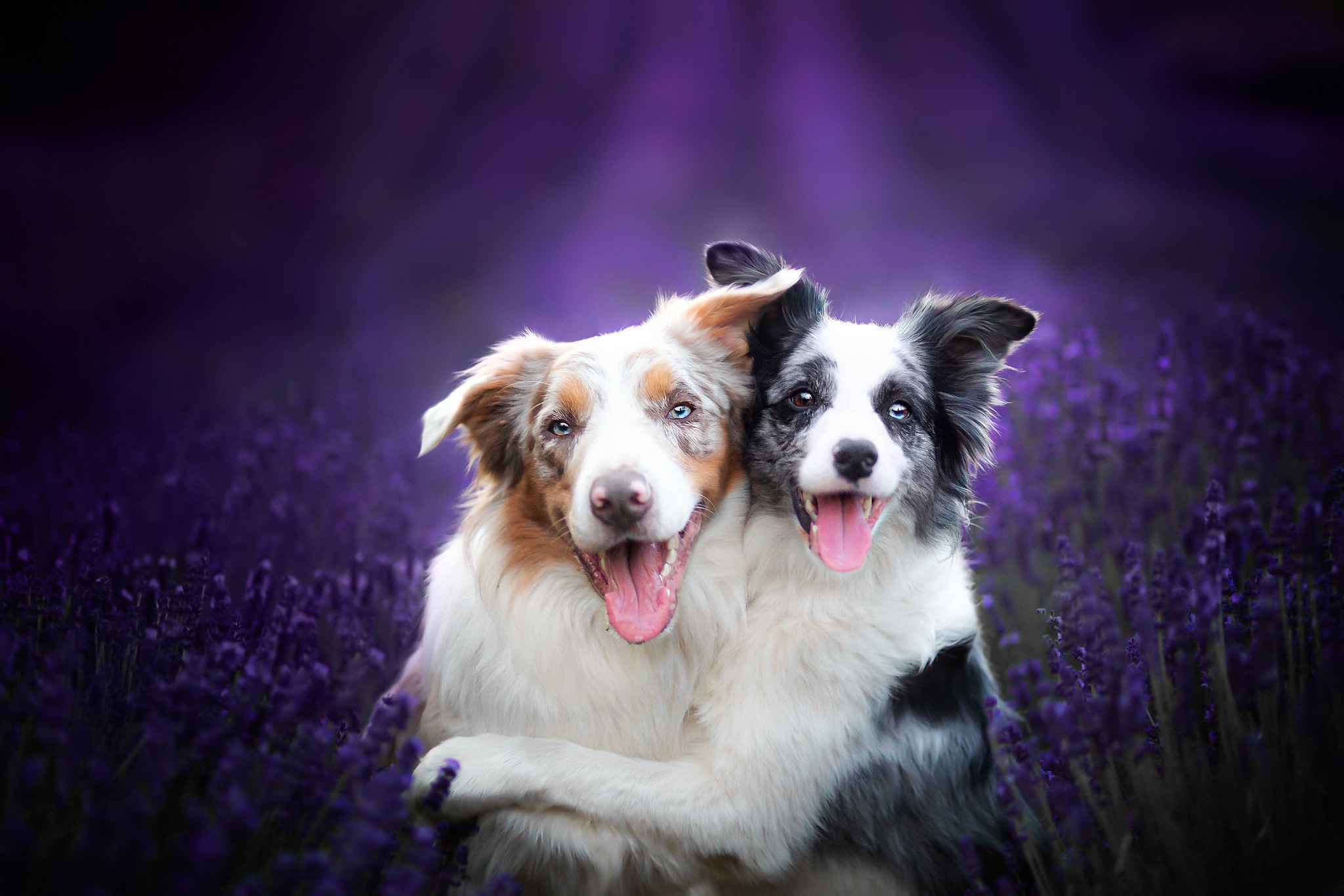 Handy-Wallpaper Tiere, Hunde, Hund, Lavendel, Lila Blume kostenlos herunterladen.