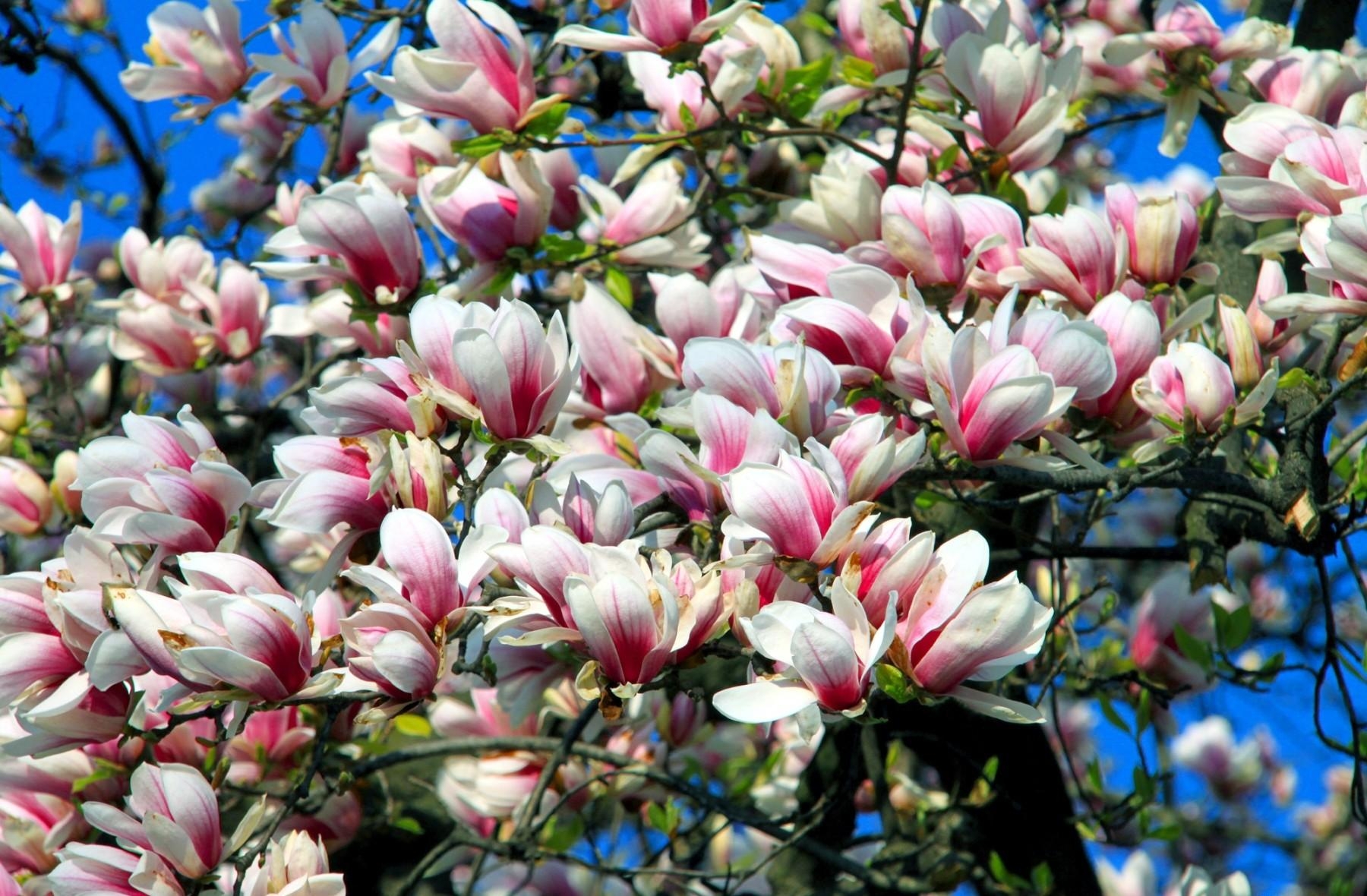 Descarga gratis la imagen Flores, Cielo, Sucursales, Ramas, Florecer, Floración, Primavera, Magnolia en el escritorio de tu PC