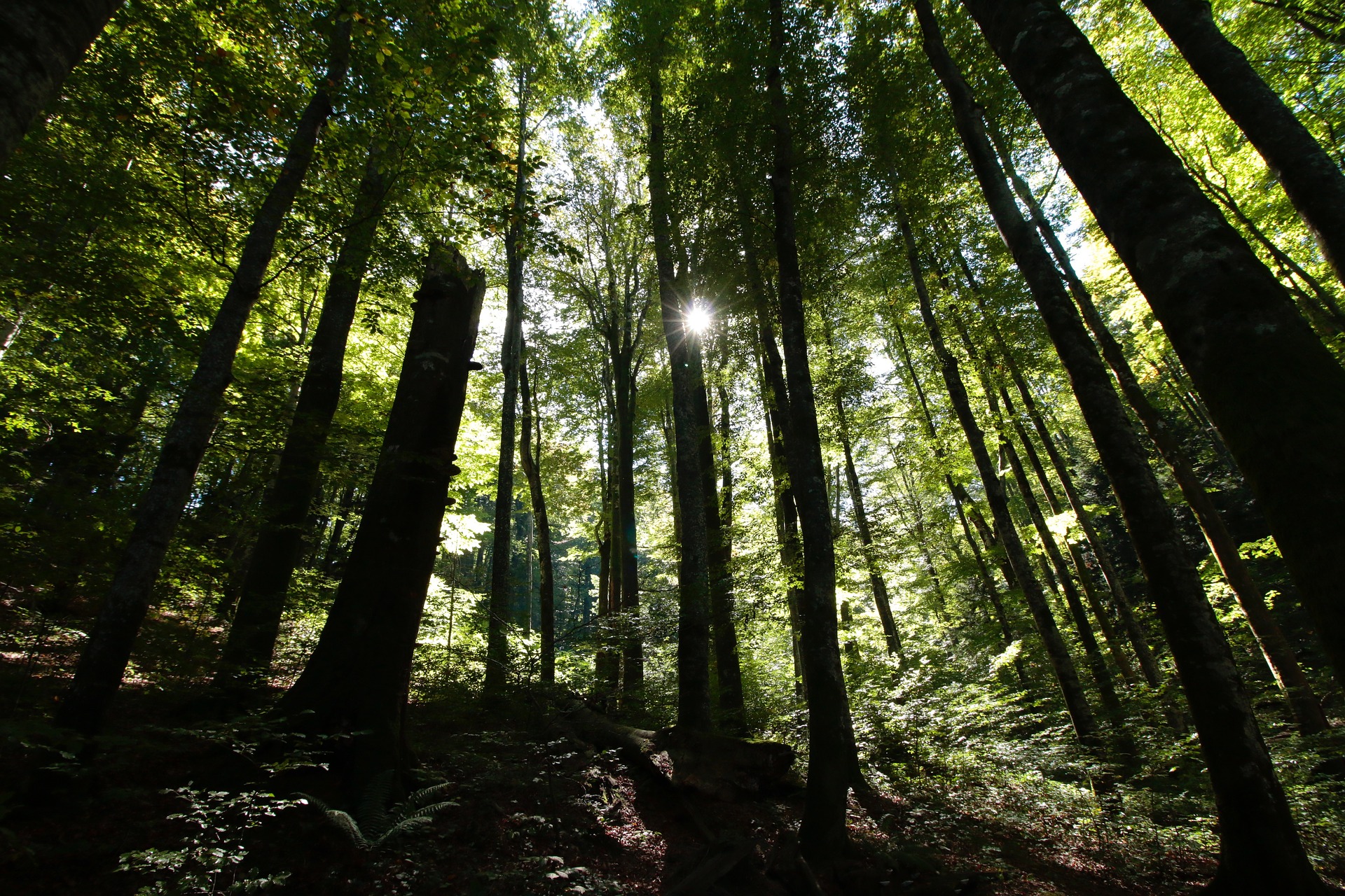 Téléchargez des papiers peints mobile Forêt, Arbre, La Nature, Terre/nature gratuitement.