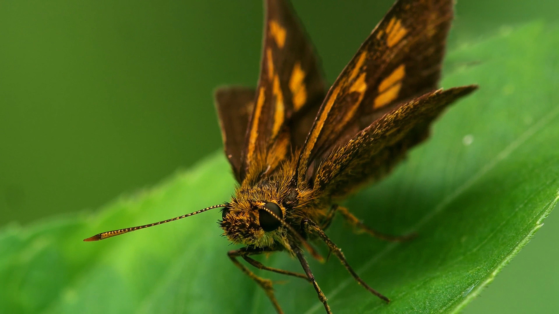 Laden Sie das Tiere, Schmetterlinge, Makro-Bild kostenlos auf Ihren PC-Desktop herunter