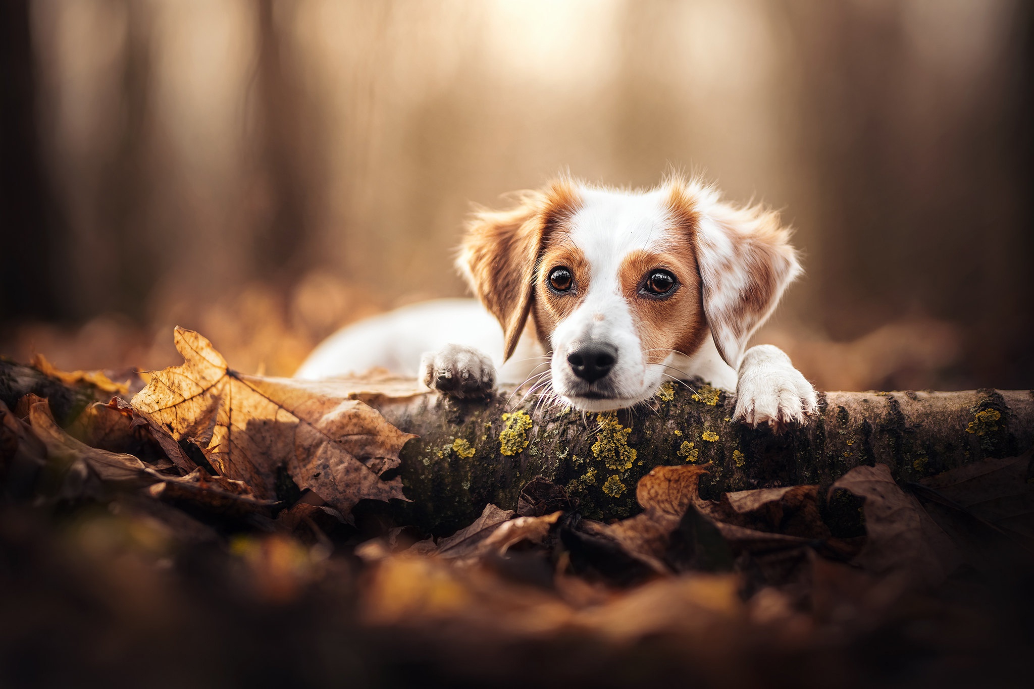 Baixe gratuitamente a imagem Animais, Cães, Cão na área de trabalho do seu PC