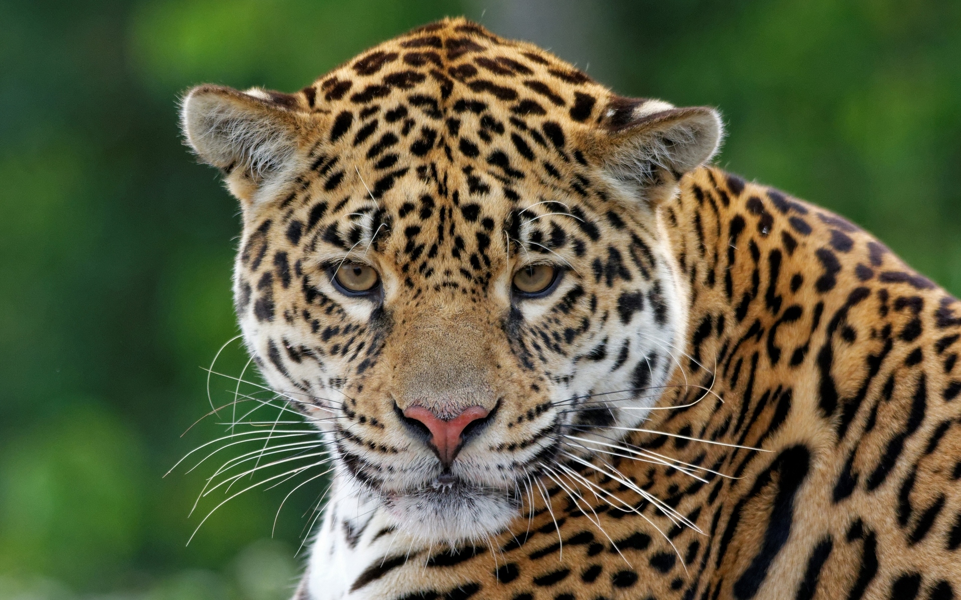 Download mobile wallpaper Jaguar, Cats, Animal for free.