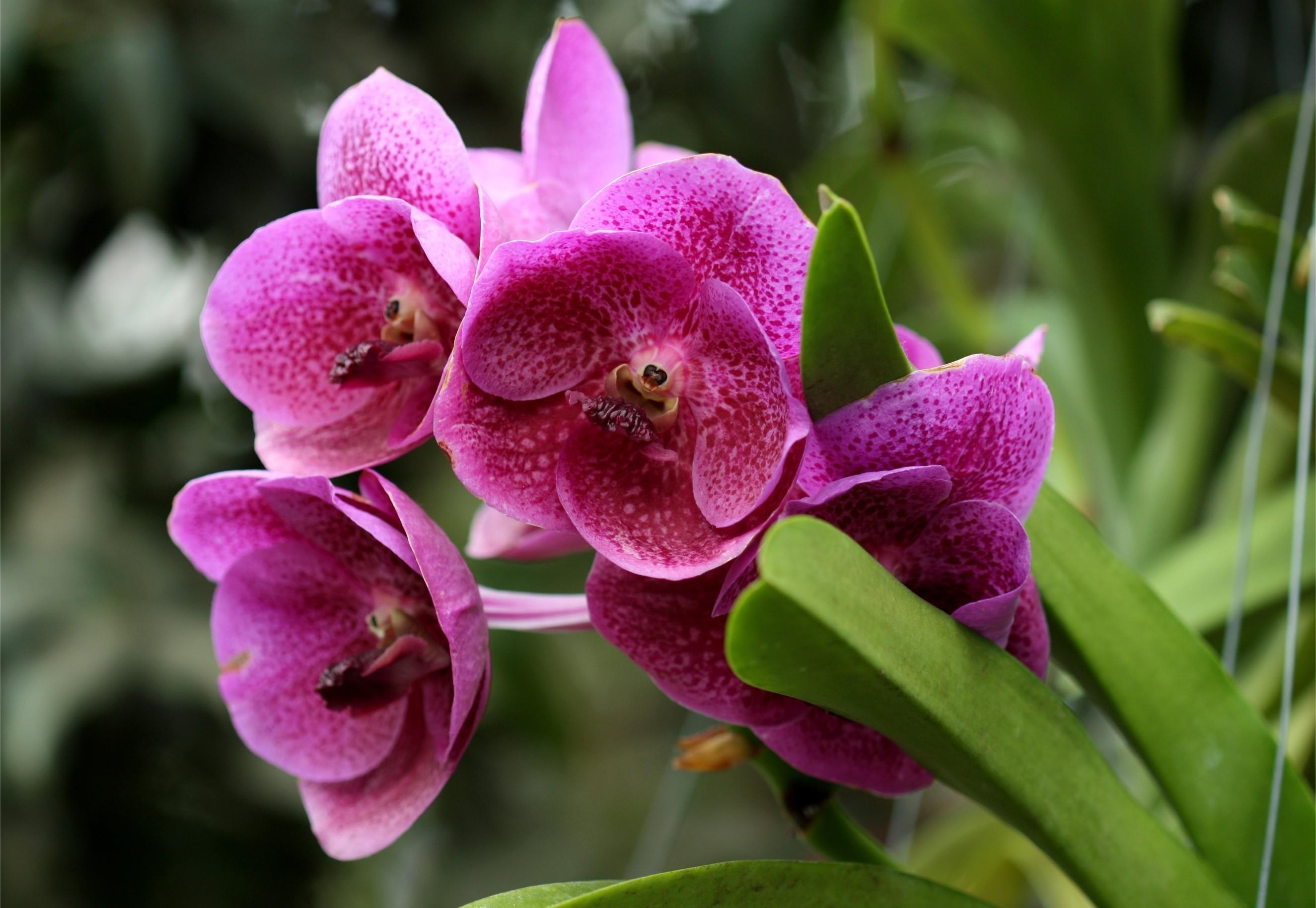 106006 скачать обои орхидеи, клумба, зелень, крупный план, цветы - заставки и картинки бесплатно