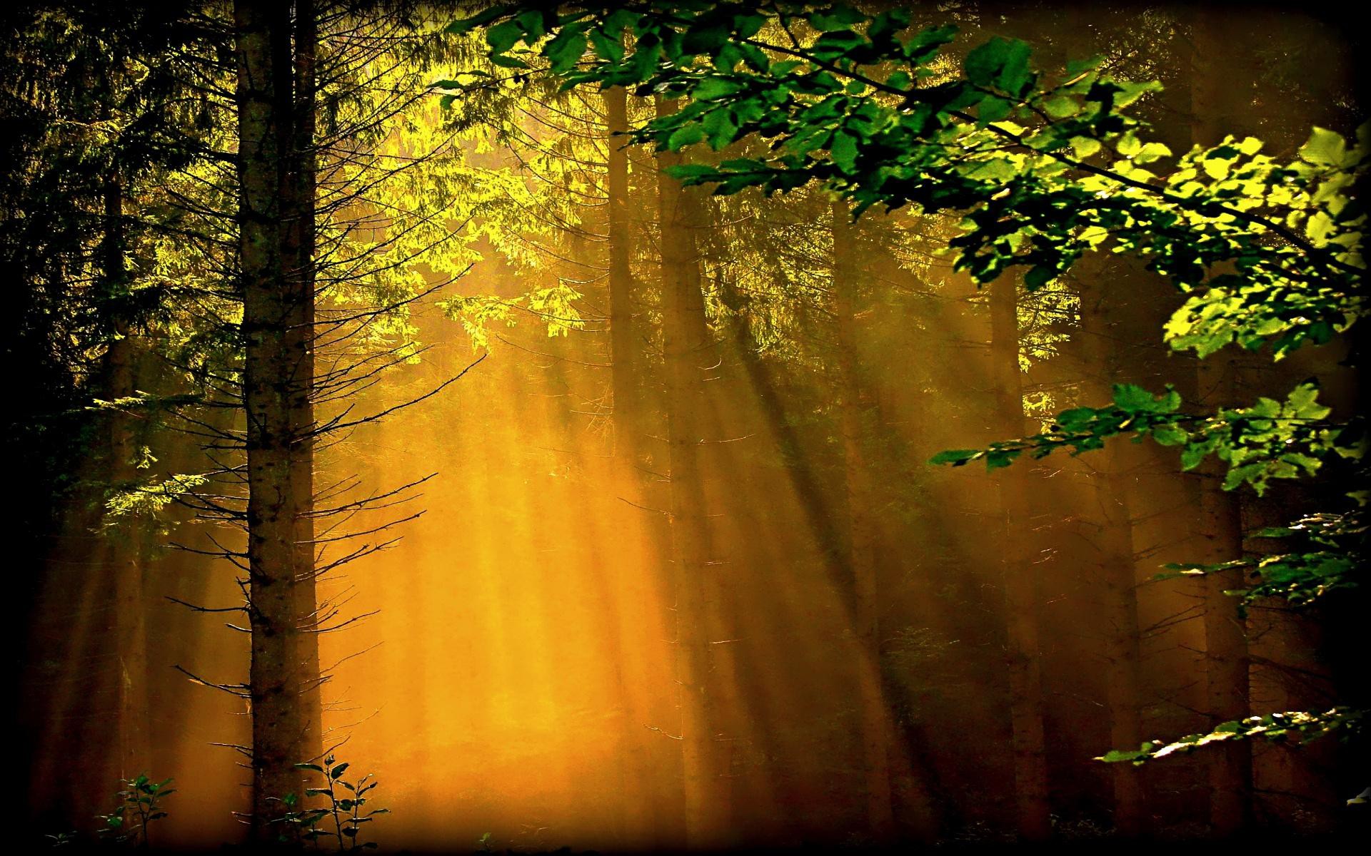 Download mobile wallpaper Sun, Forest, Earth, Sunbeam, Sunshine for free.