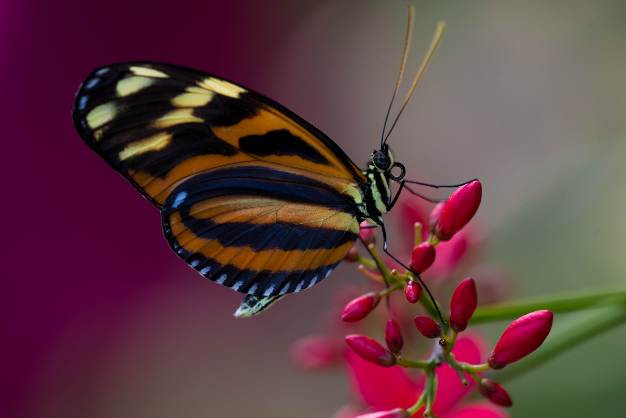 Baixar papel de parede para celular de Animais, Flor, Inseto, Borboleta gratuito.