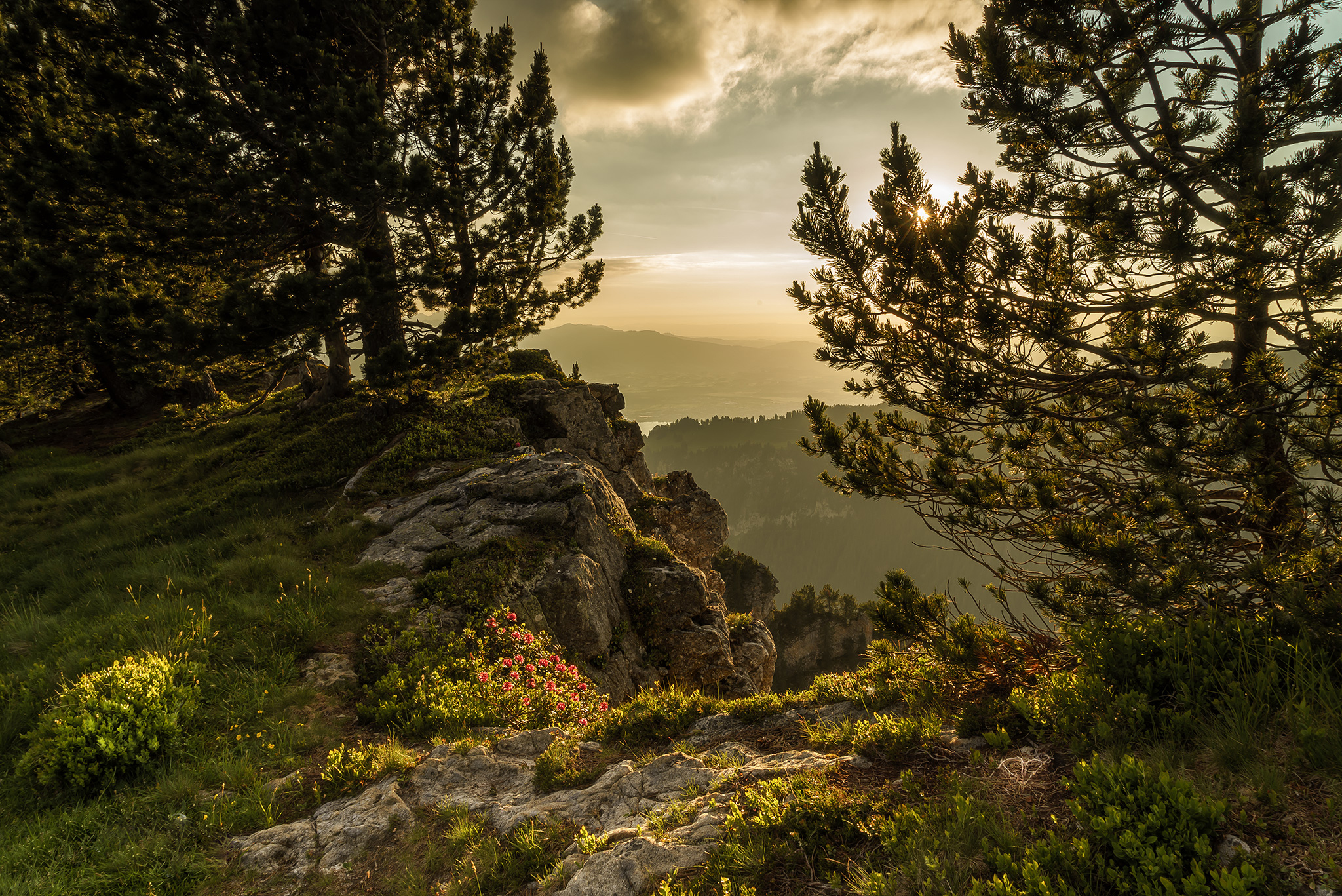 Скачать обои бесплатно Пейзаж, Гора, Дерево, Альпы, Швейцария, Земля/природа картинка на рабочий стол ПК