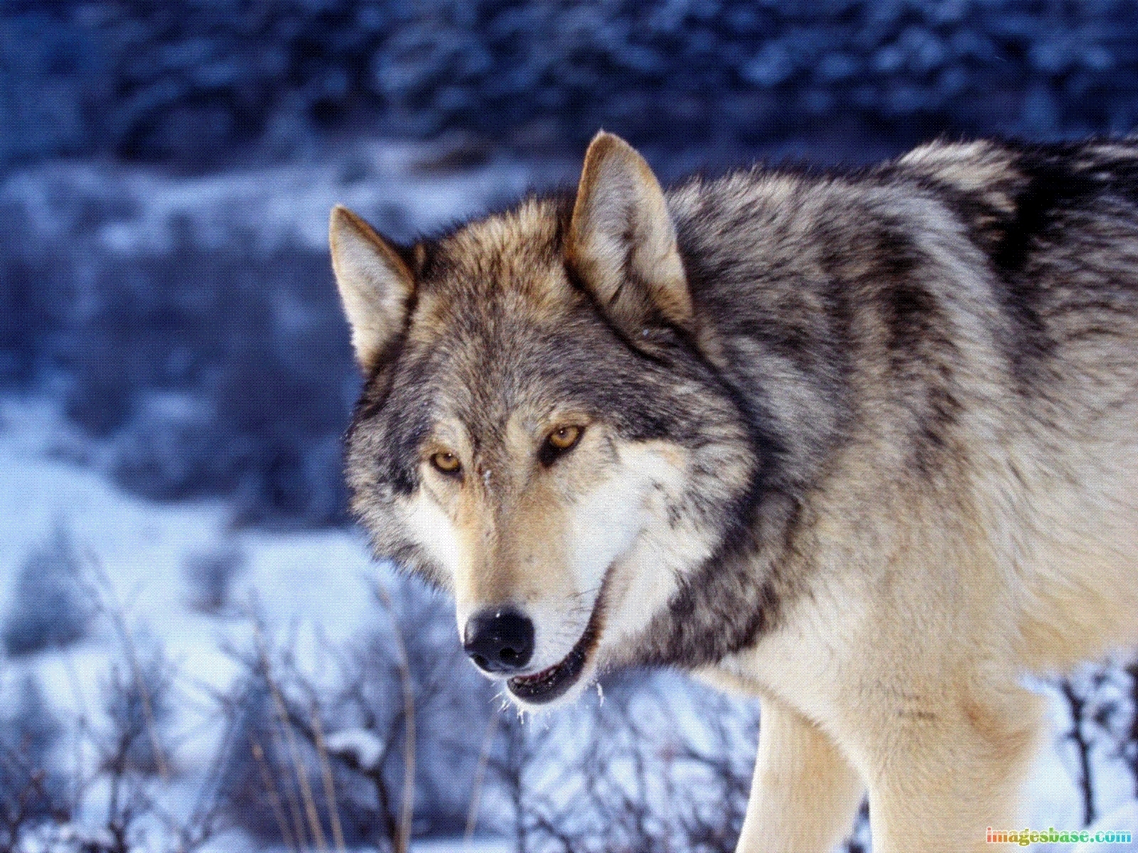 5247 descargar imagen animales, lobos: fondos de pantalla y protectores de pantalla gratis
