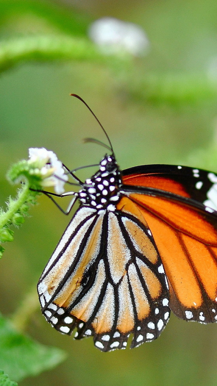 Download mobile wallpaper Butterfly, Animal for free.