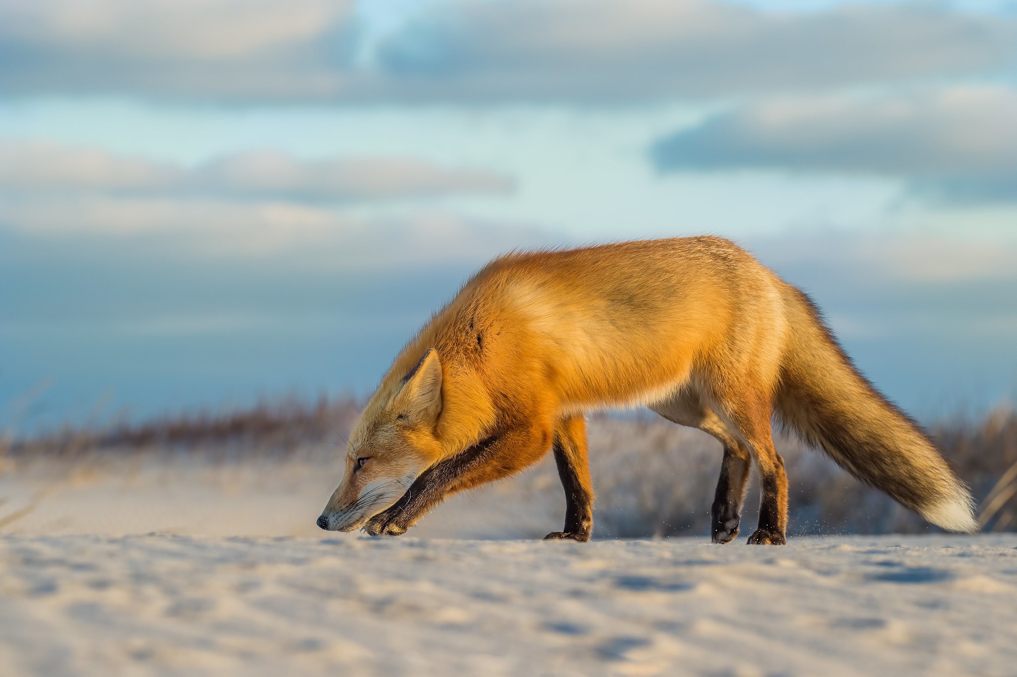 Download mobile wallpaper Sand, Fox, Animal for free.
