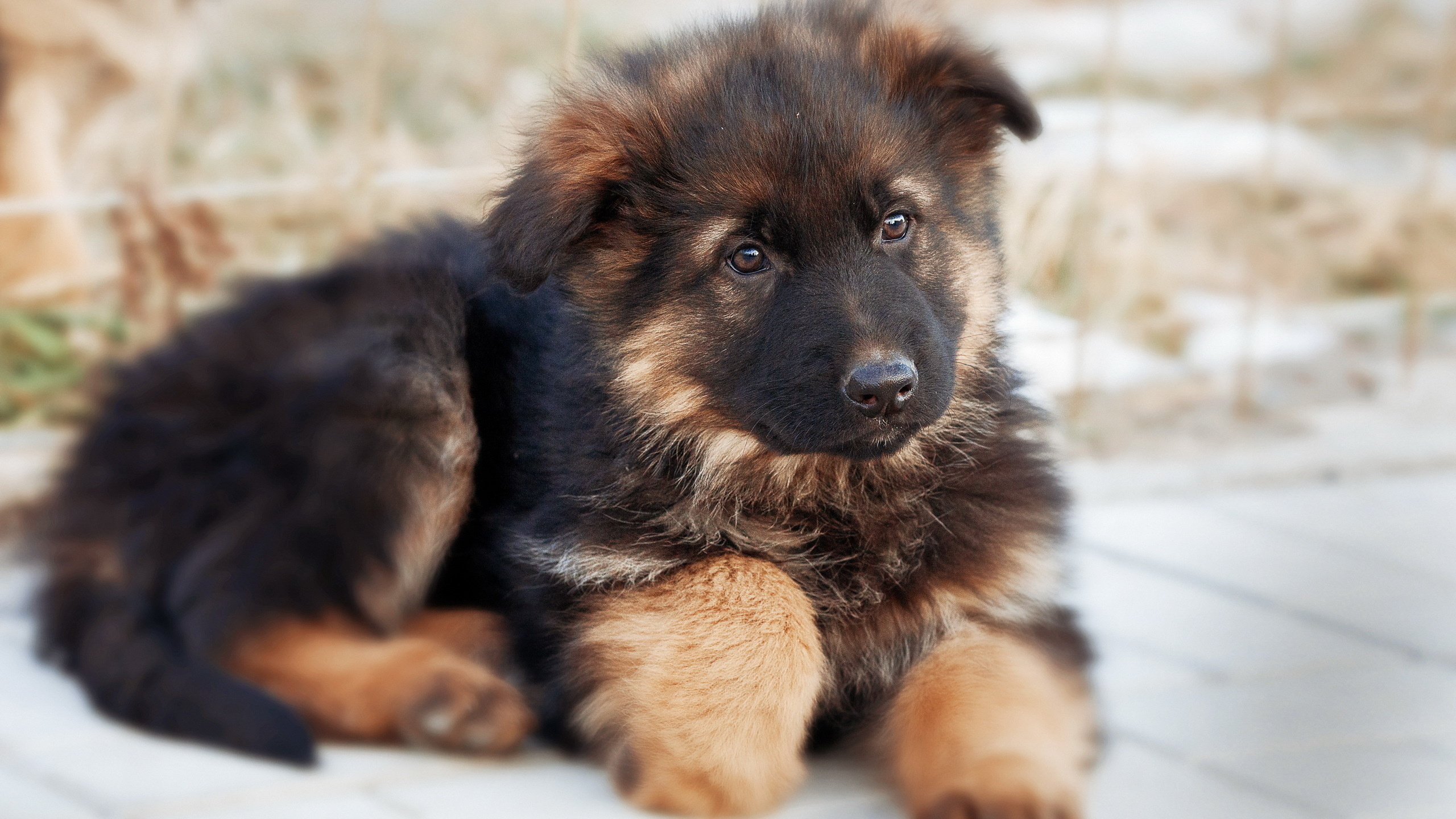 Download mobile wallpaper Dog, Animal, Puppy, German Shepherd for free.