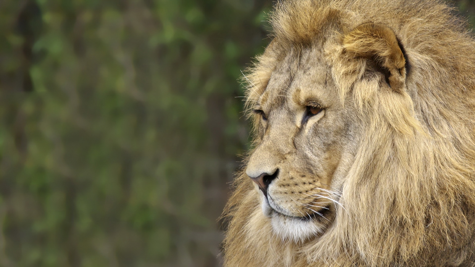 Téléchargez des papiers peints mobile Animaux, Chats, Lion gratuitement.