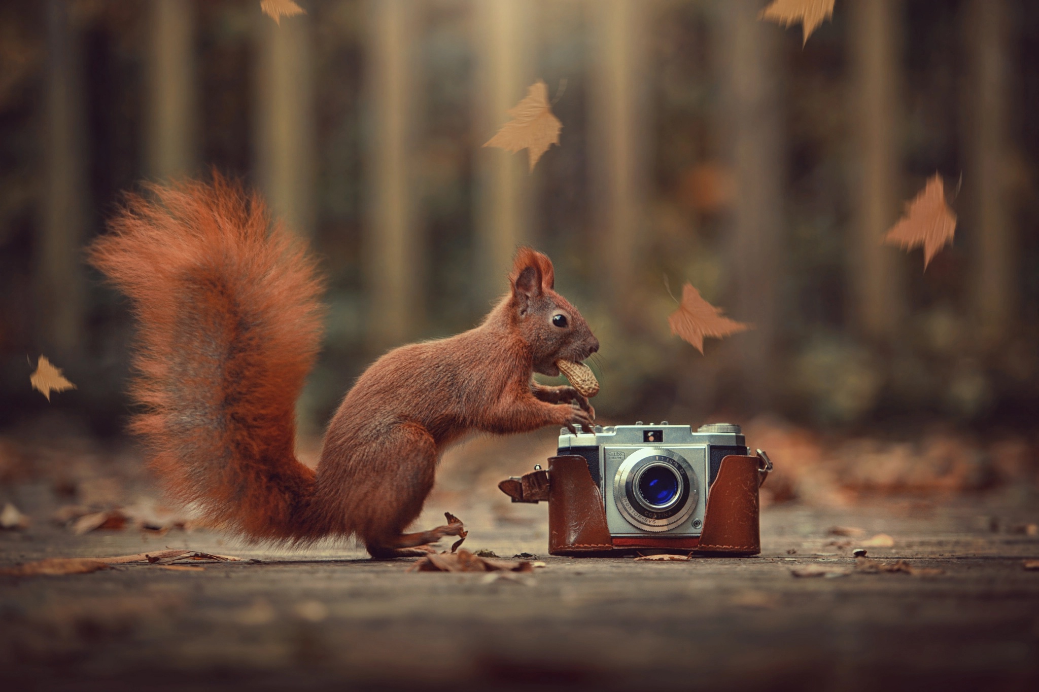Handy-Wallpaper Tiere, Eichhörnchen, Kamera, Nagetier kostenlos herunterladen.