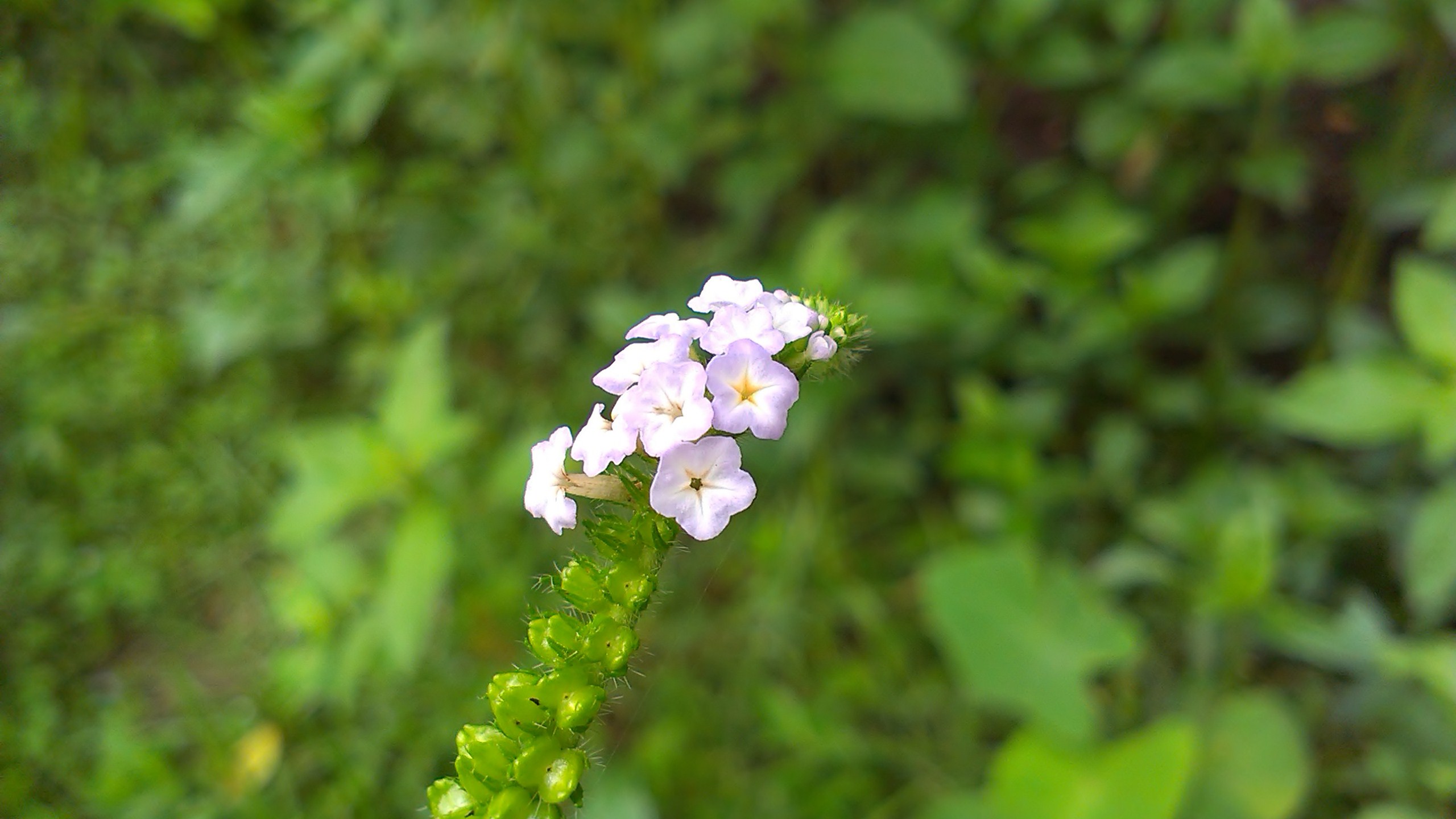 Baixe gratuitamente a imagem Flores, Flor, Terra/natureza na área de trabalho do seu PC