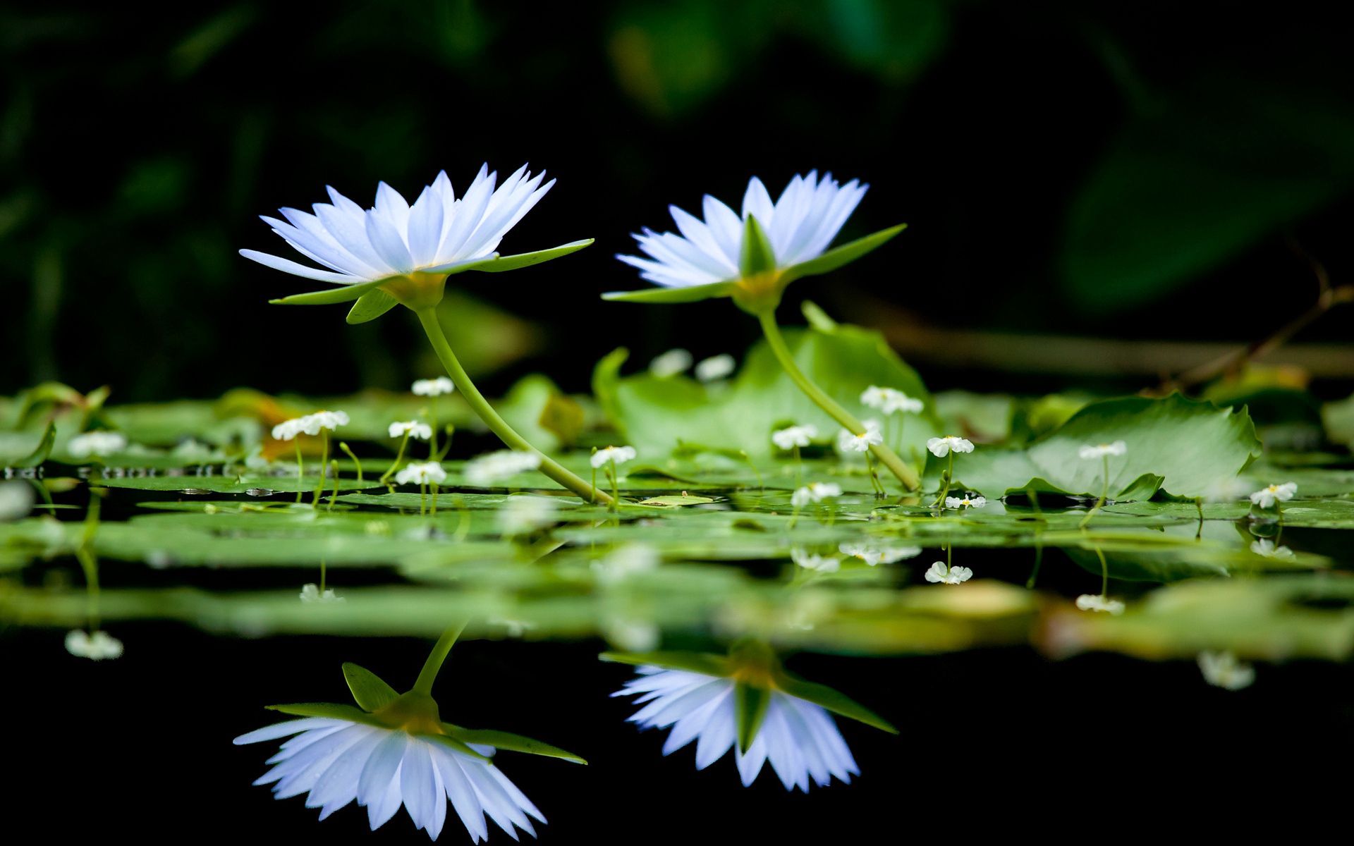 greens, flowers, water, reflection, smooth, surface