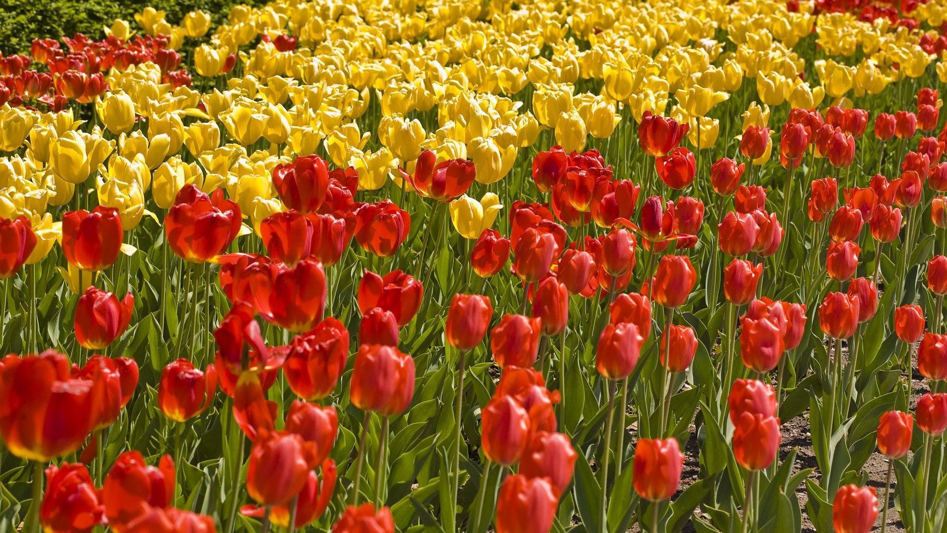 flowers, grass, tulips, flower bed, flowerbed, field UHD