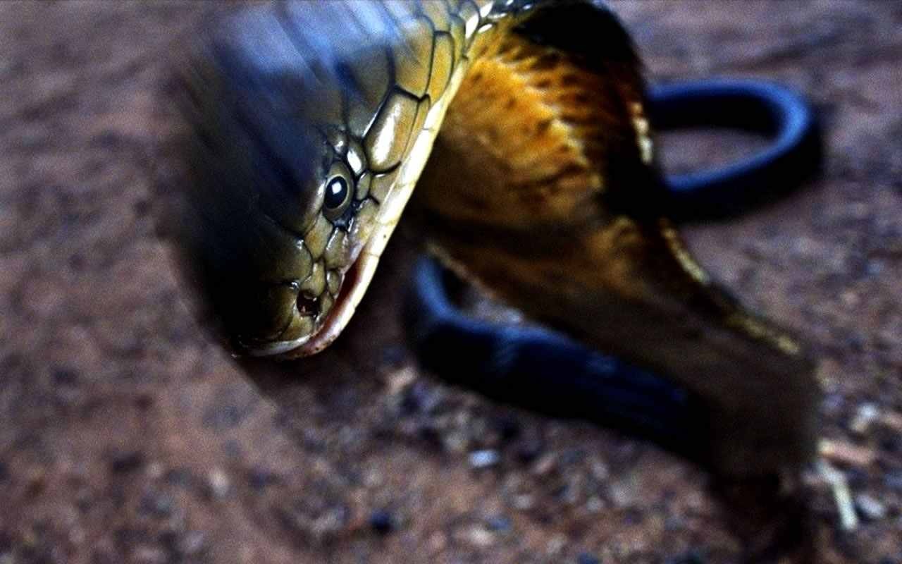 Téléchargez gratuitement l'image Animaux, Serpent sur le bureau de votre PC