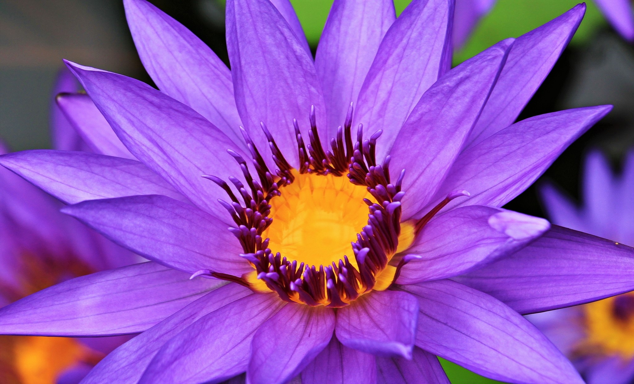 Download mobile wallpaper Flowers, Flower, Earth, Water Lily, Purple Flower for free.