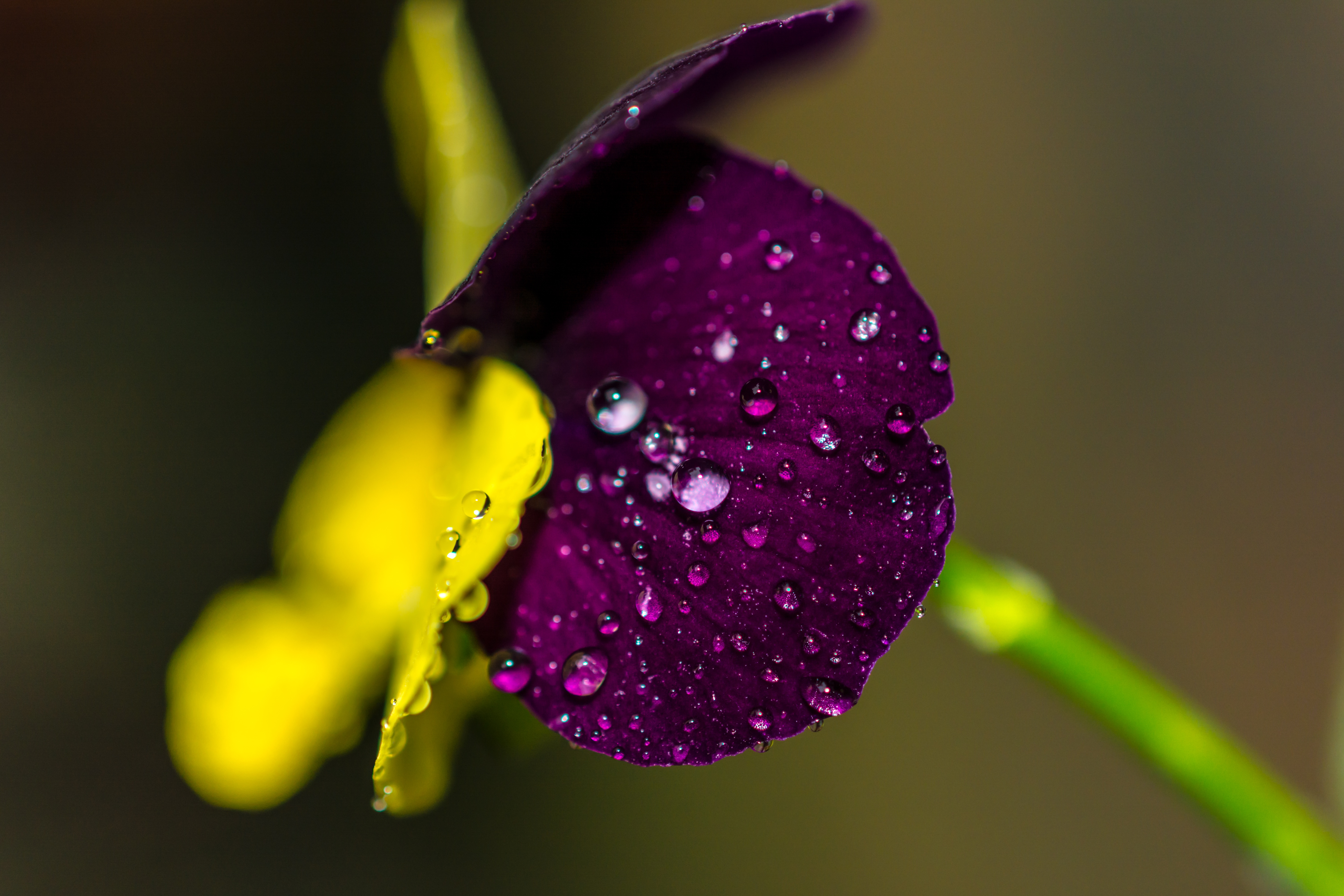 Download mobile wallpaper Flowers, Flower, Macro, Earth, Purple Flower, Water Drop for free.