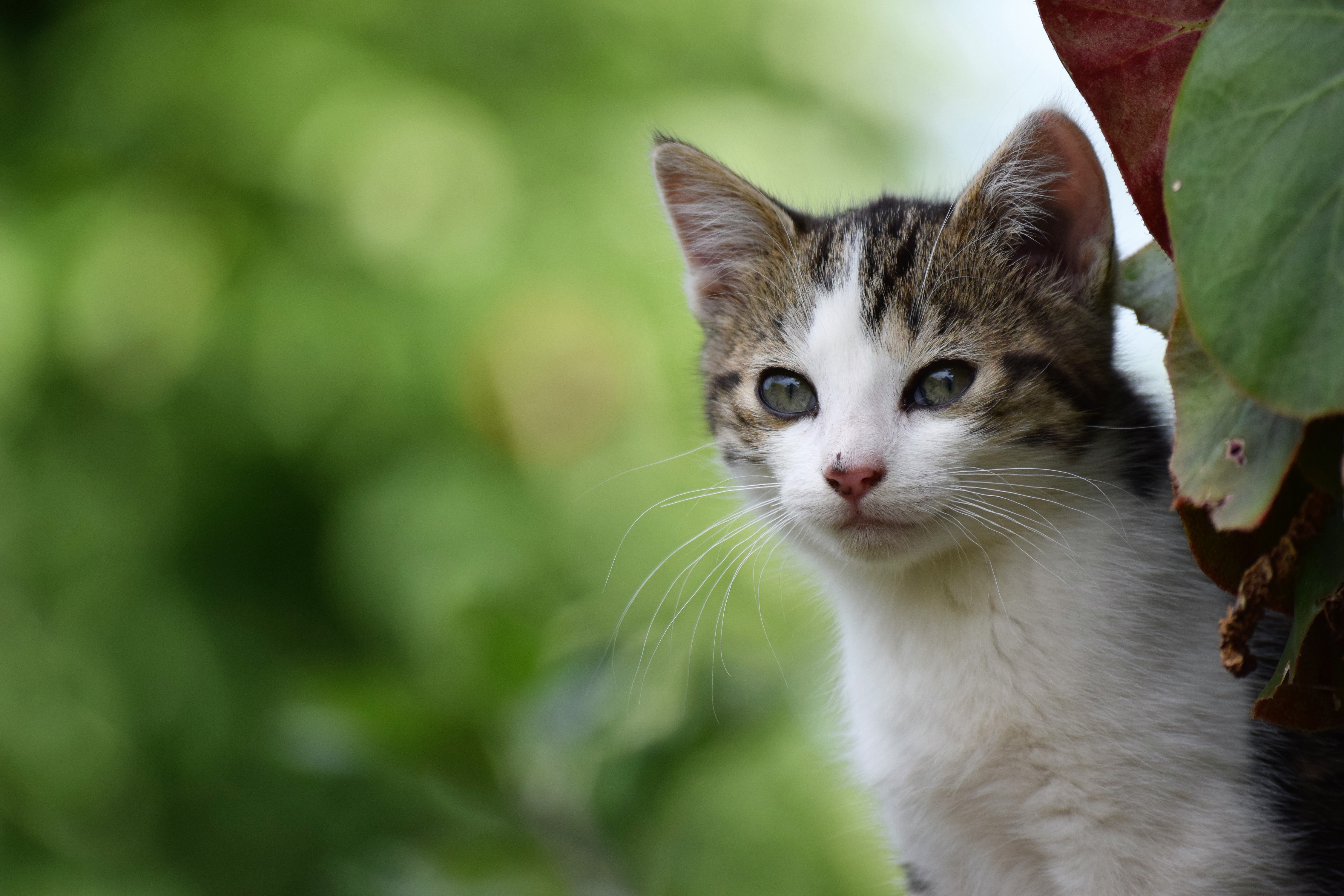 Handy-Wallpaper Tiere, Katzen, Katze, Kätzchen, Tierbaby kostenlos herunterladen.