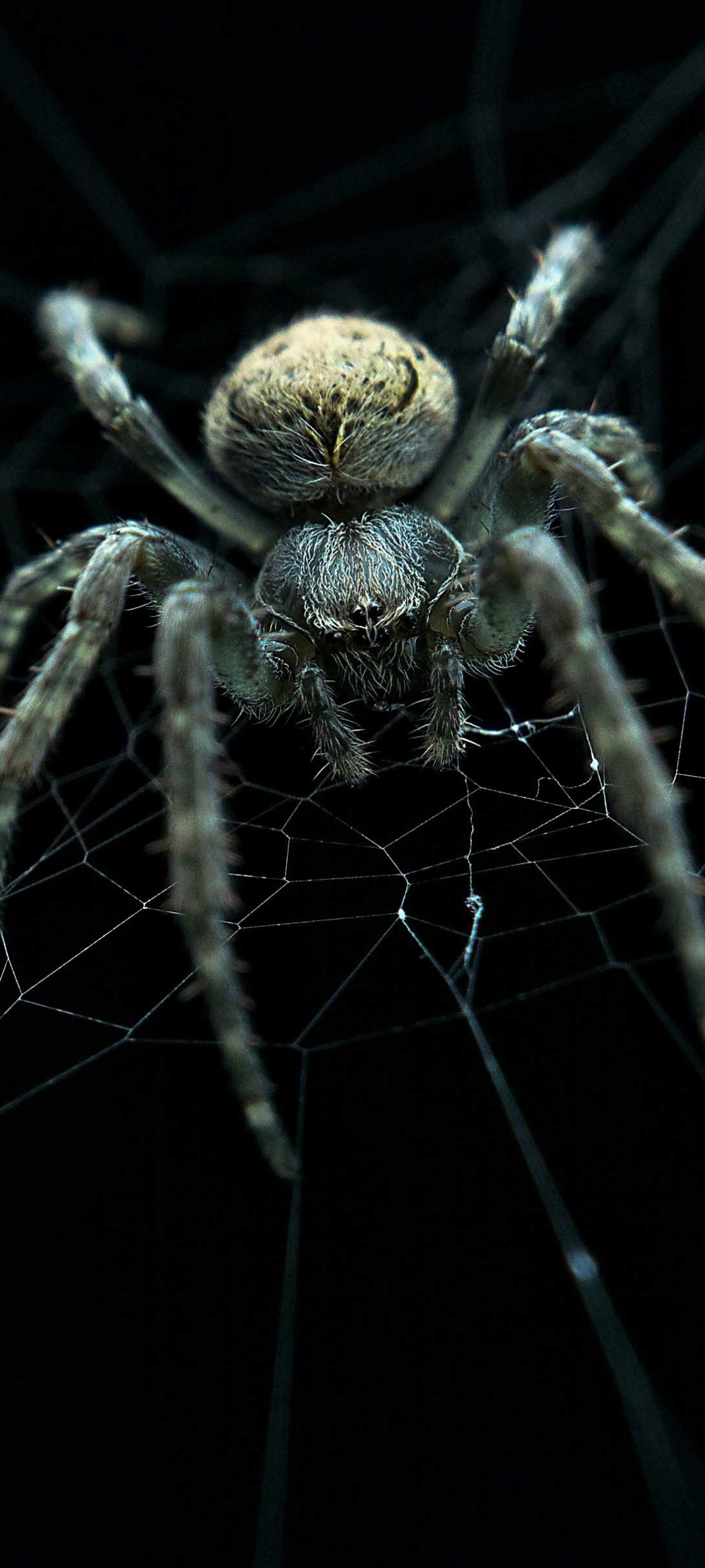 Скачати мобільні шпалери Павутина, Павуки, Тварина, Павук, Павукоподібні безкоштовно.