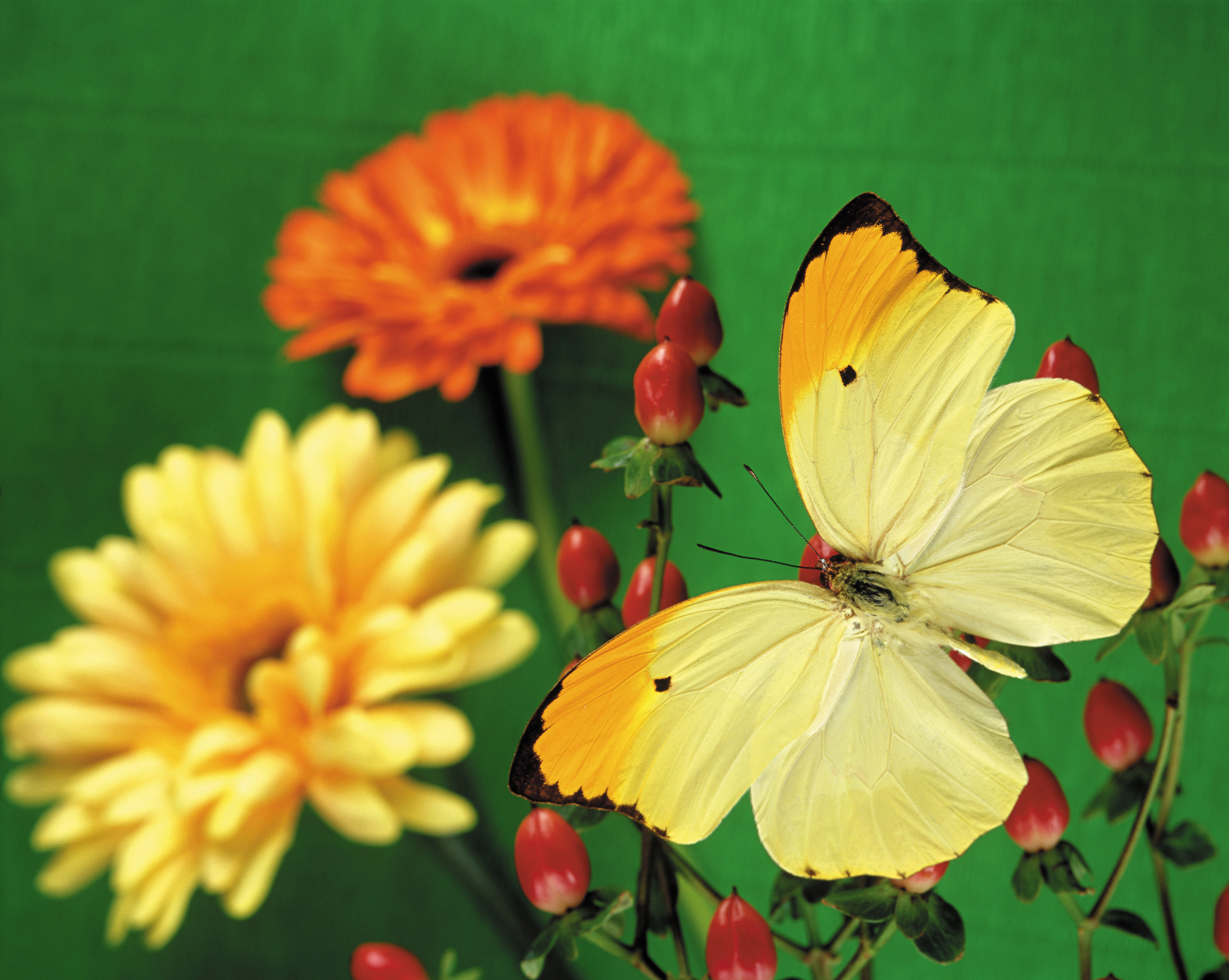 Handy-Wallpaper Tiere, Schmetterlinge, Nahansicht, Gänseblümchen kostenlos herunterladen.