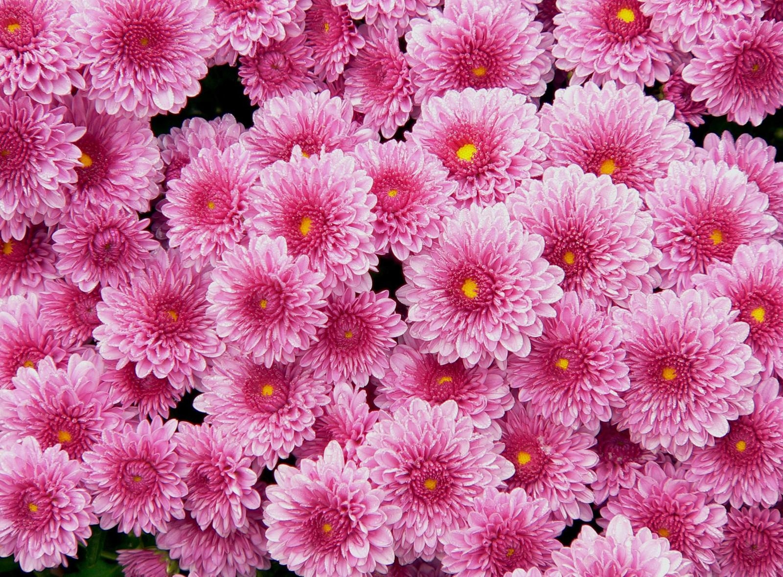 144351 descargar fondo de pantalla flores, rosa, crisantemo, rosado, lote, mucho: protectores de pantalla e imágenes gratis