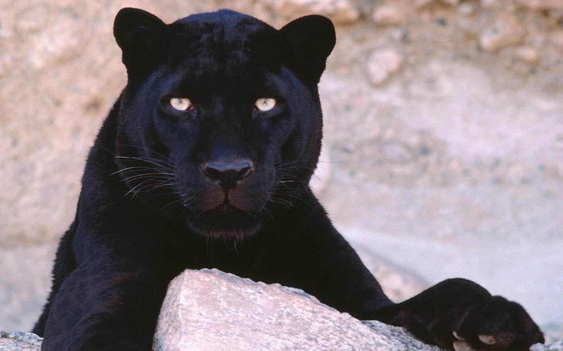 318438 скачать обои животные, черная пантера, кошки - заставки и картинки бесплатно