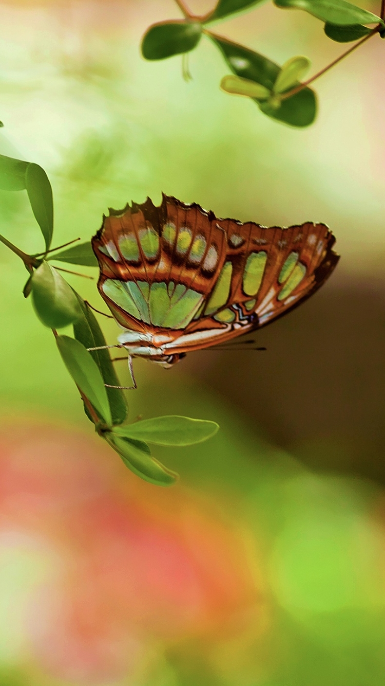 Download mobile wallpaper Butterfly, Animal for free.