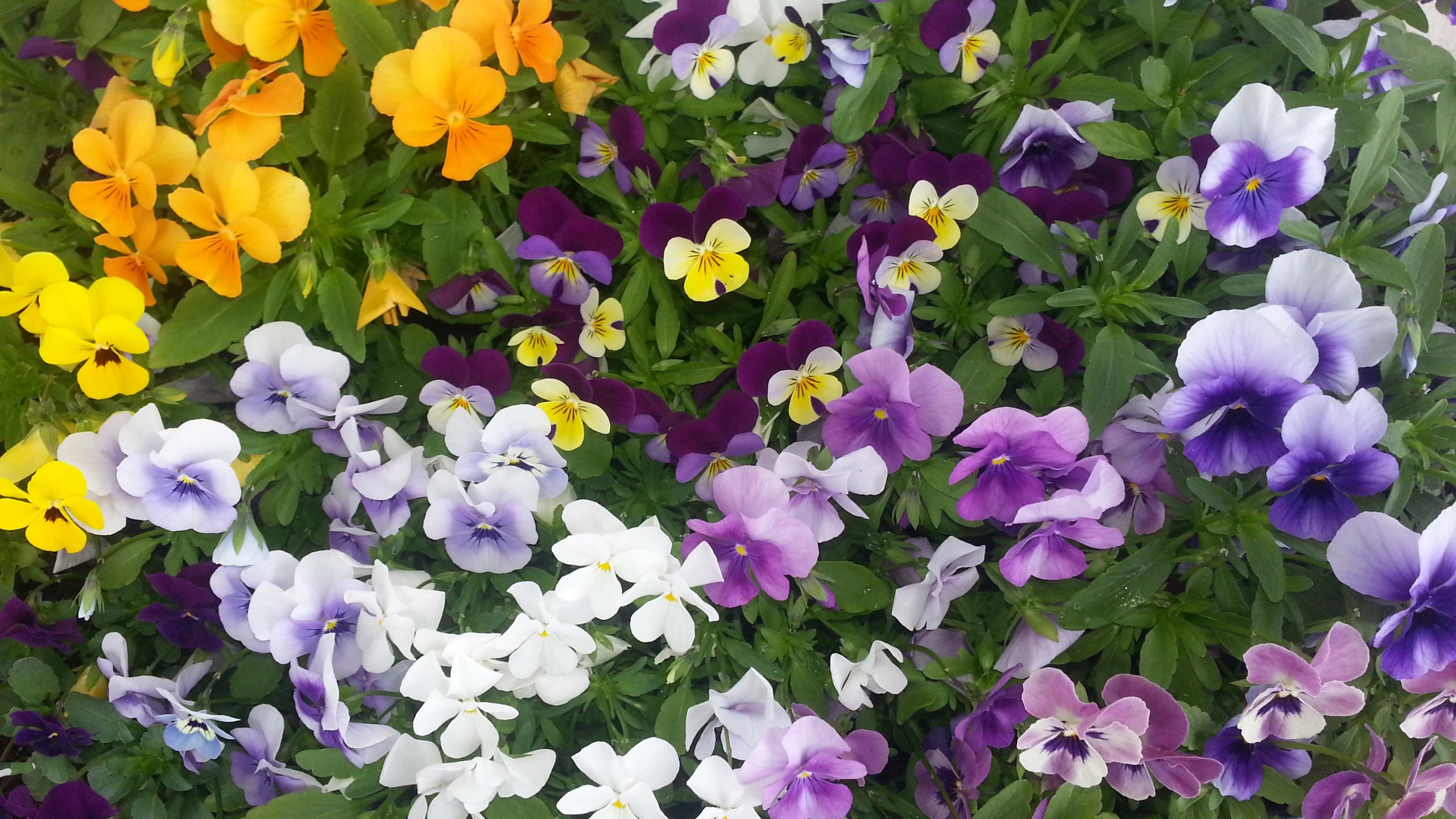 Скачати мобільні шпалери Квітка, Земля, Жовта Квітка, Біла Квітка, Фіолетова Квітка, Пансі, Флауерзи безкоштовно.
