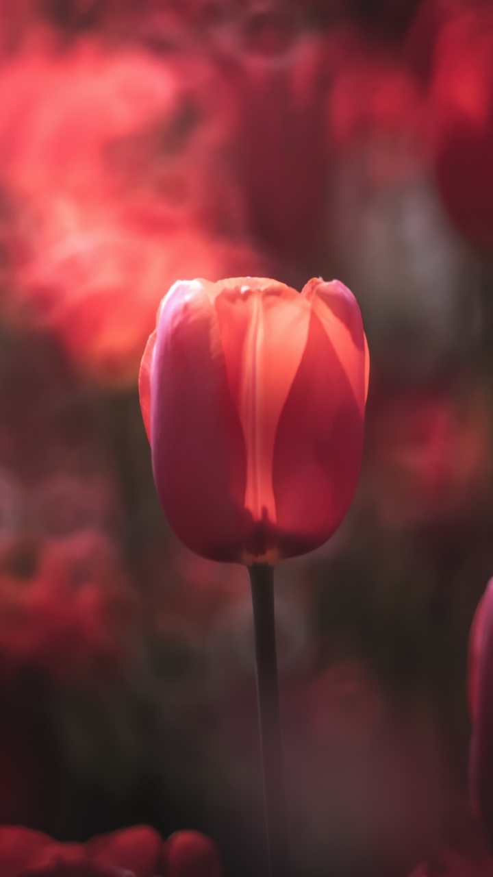 Download mobile wallpaper Flowers, Flower, Macro, Earth, Tulip, Red Flower for free.