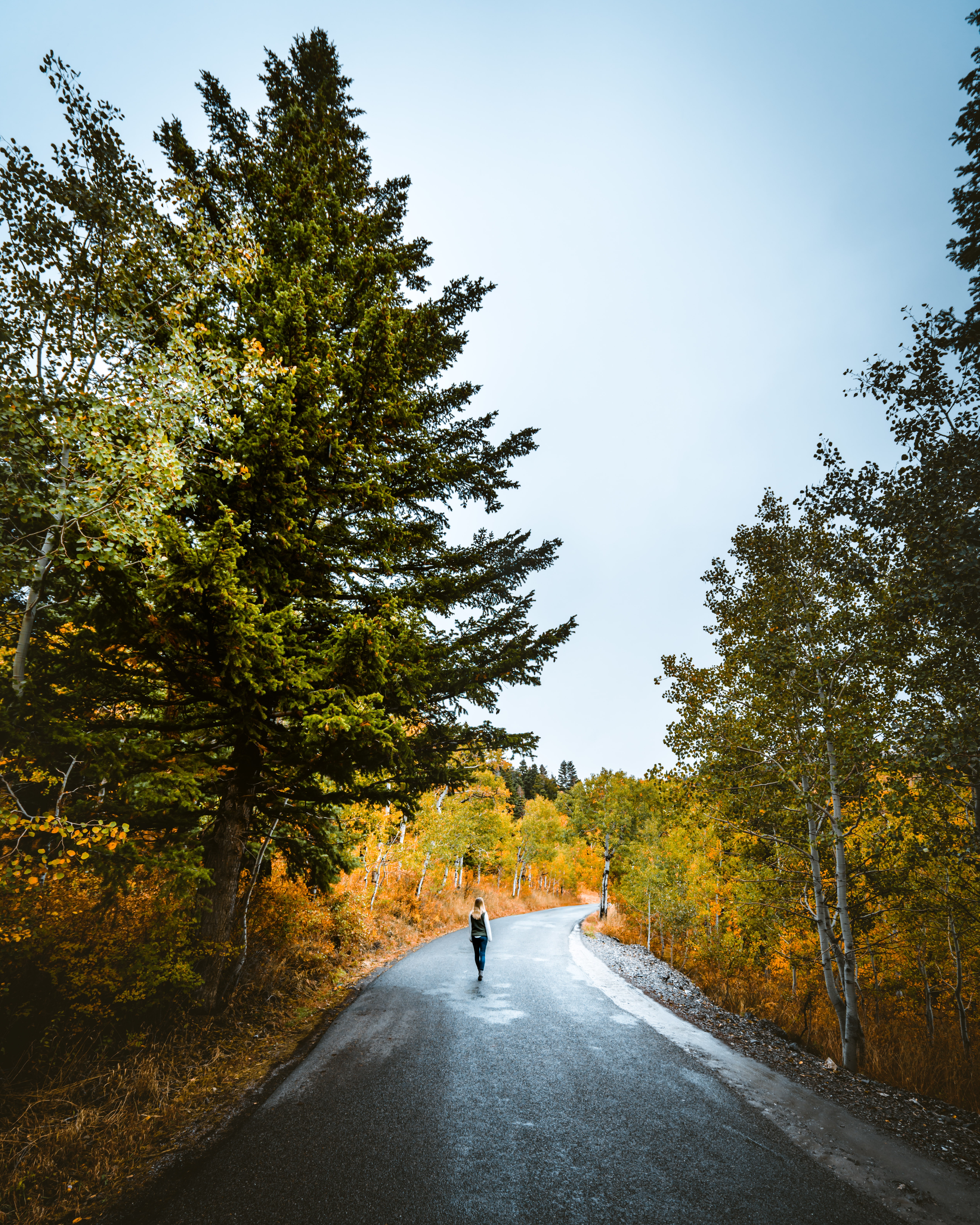 autumn, privacy, seclusion, miscellanea, miscellaneous, road, forest, stroll, loneliness 5K