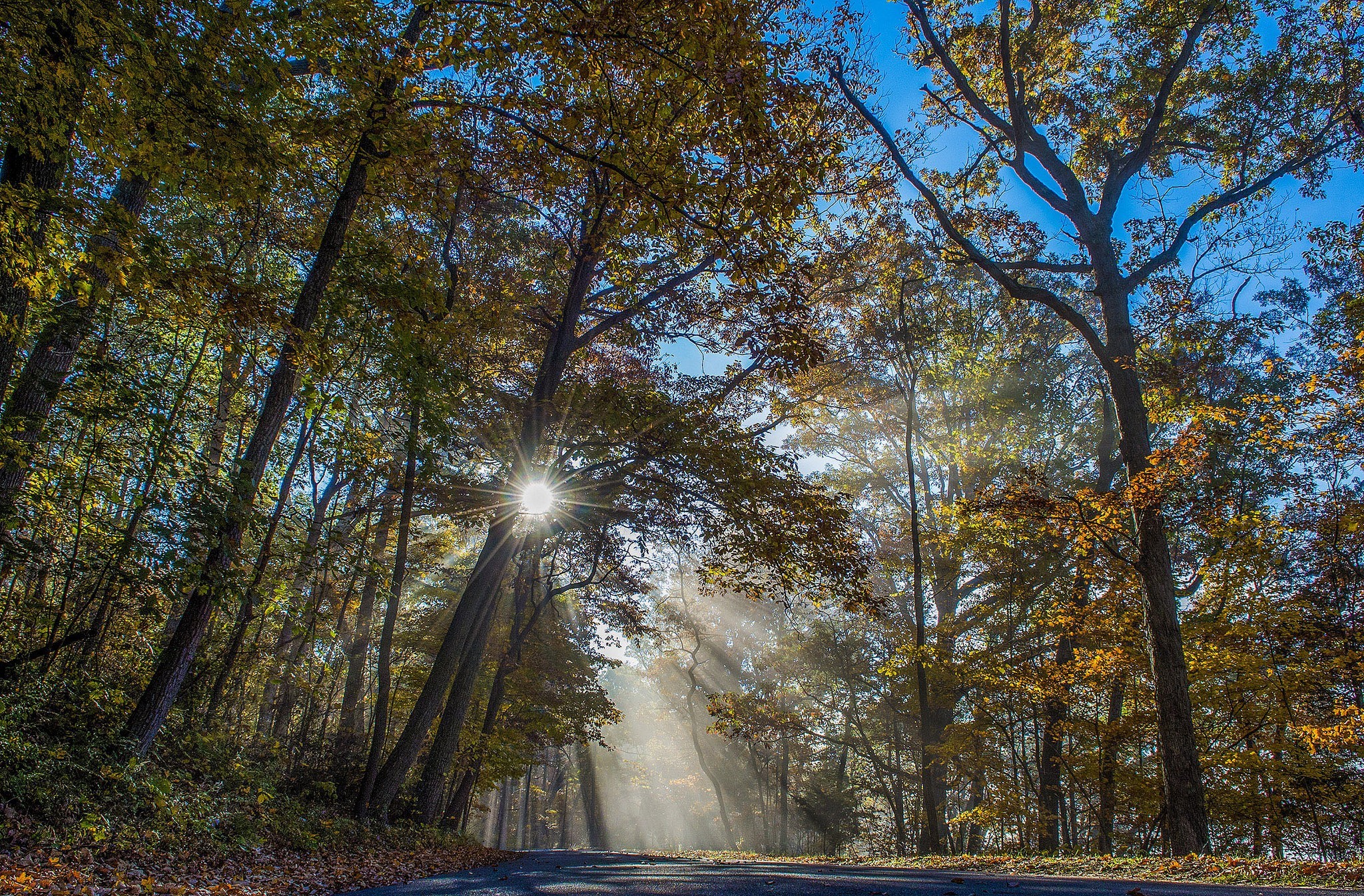 Download mobile wallpaper Wood, Road, Earth, Sunbeam for free.