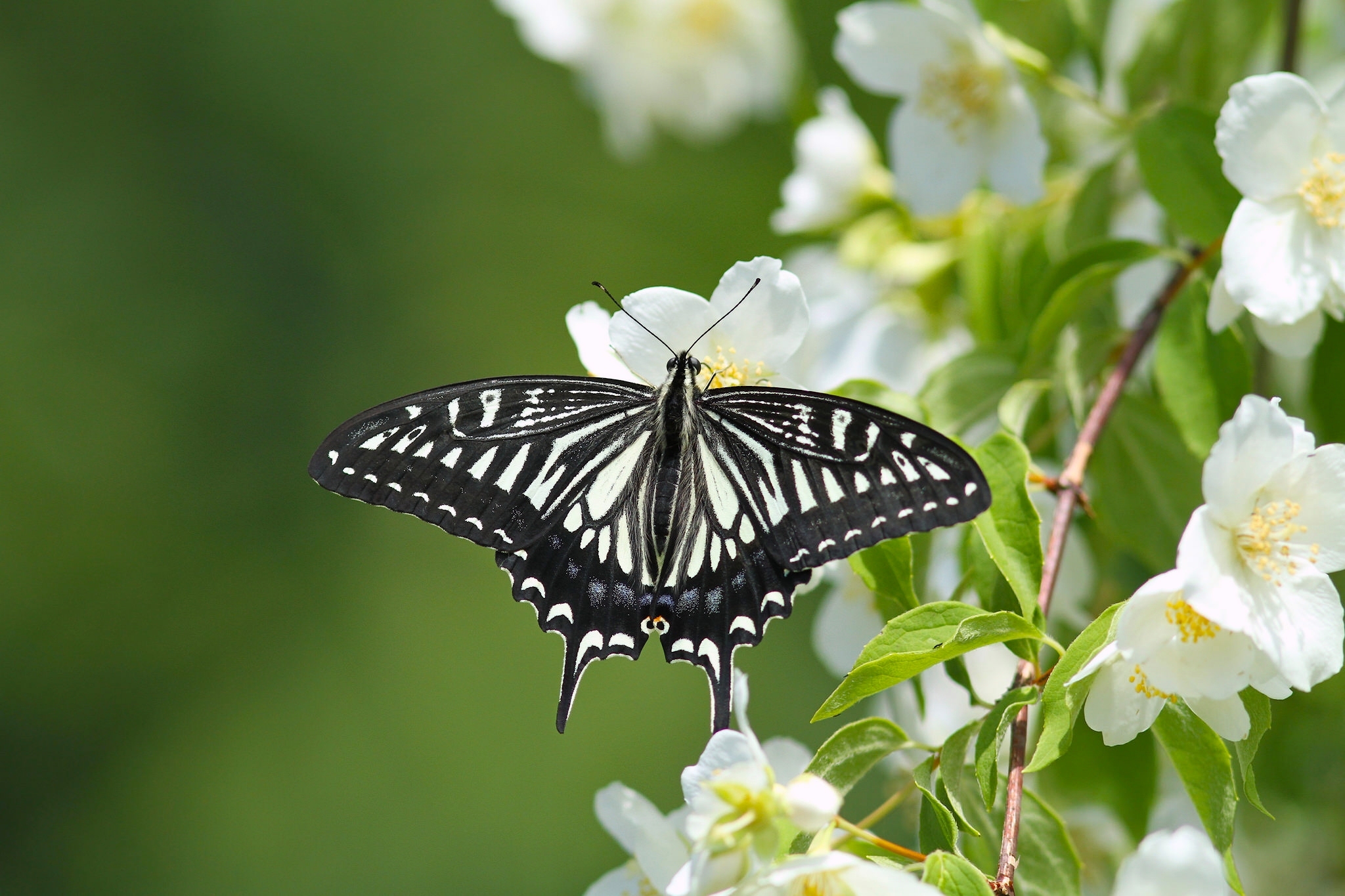 Laden Sie das Tiere, Schmetterlinge, Insekt, Weiße Blume-Bild kostenlos auf Ihren PC-Desktop herunter