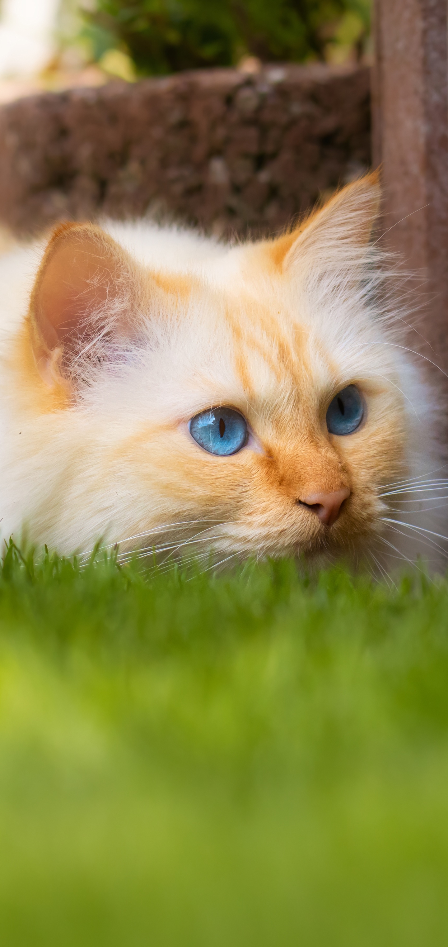 Baixe gratuitamente a imagem Animais, Gatos, Gato na área de trabalho do seu PC