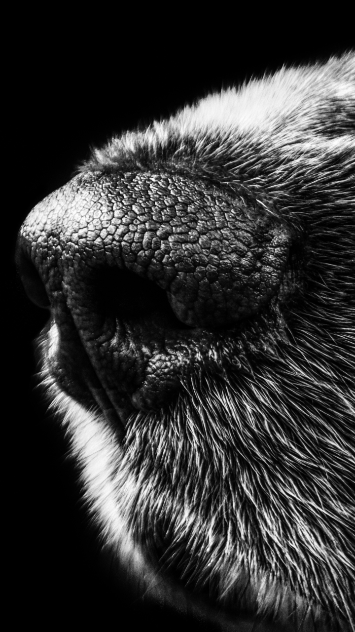 Download mobile wallpaper Dogs, Macro, Dog, Muzzle, Animal, Black & White for free.