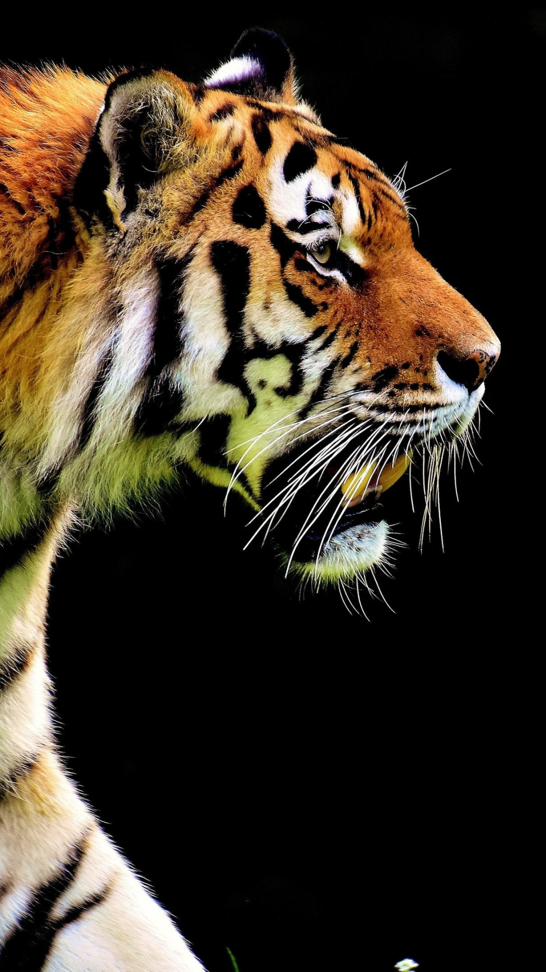 Download mobile wallpaper Cats, Tiger, Animal for free.