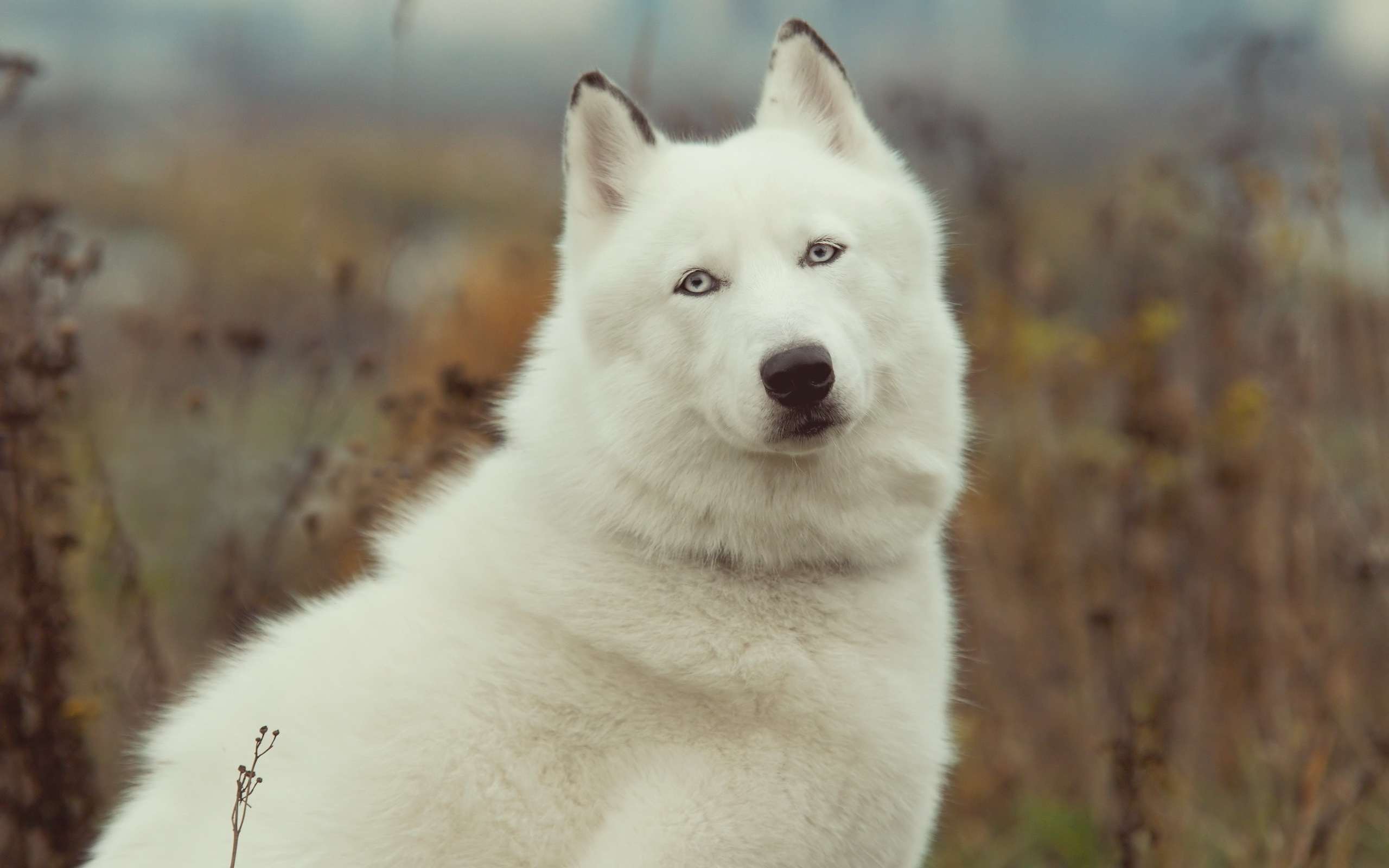 Baixe gratuitamente a imagem Animais, Cães, Cão na área de trabalho do seu PC