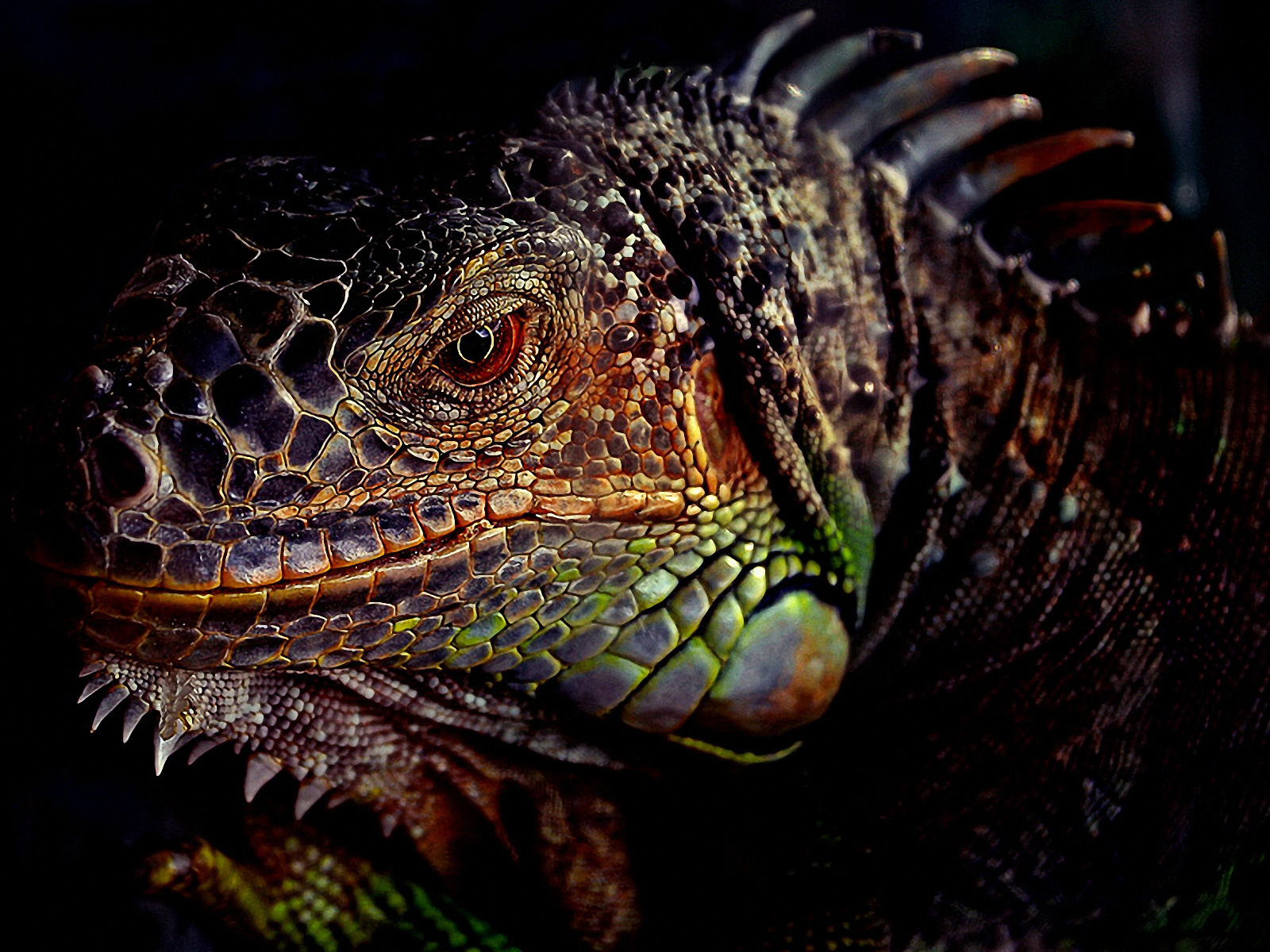 313552 descargar imagen iguana, animales, reptiles: fondos de pantalla y protectores de pantalla gratis