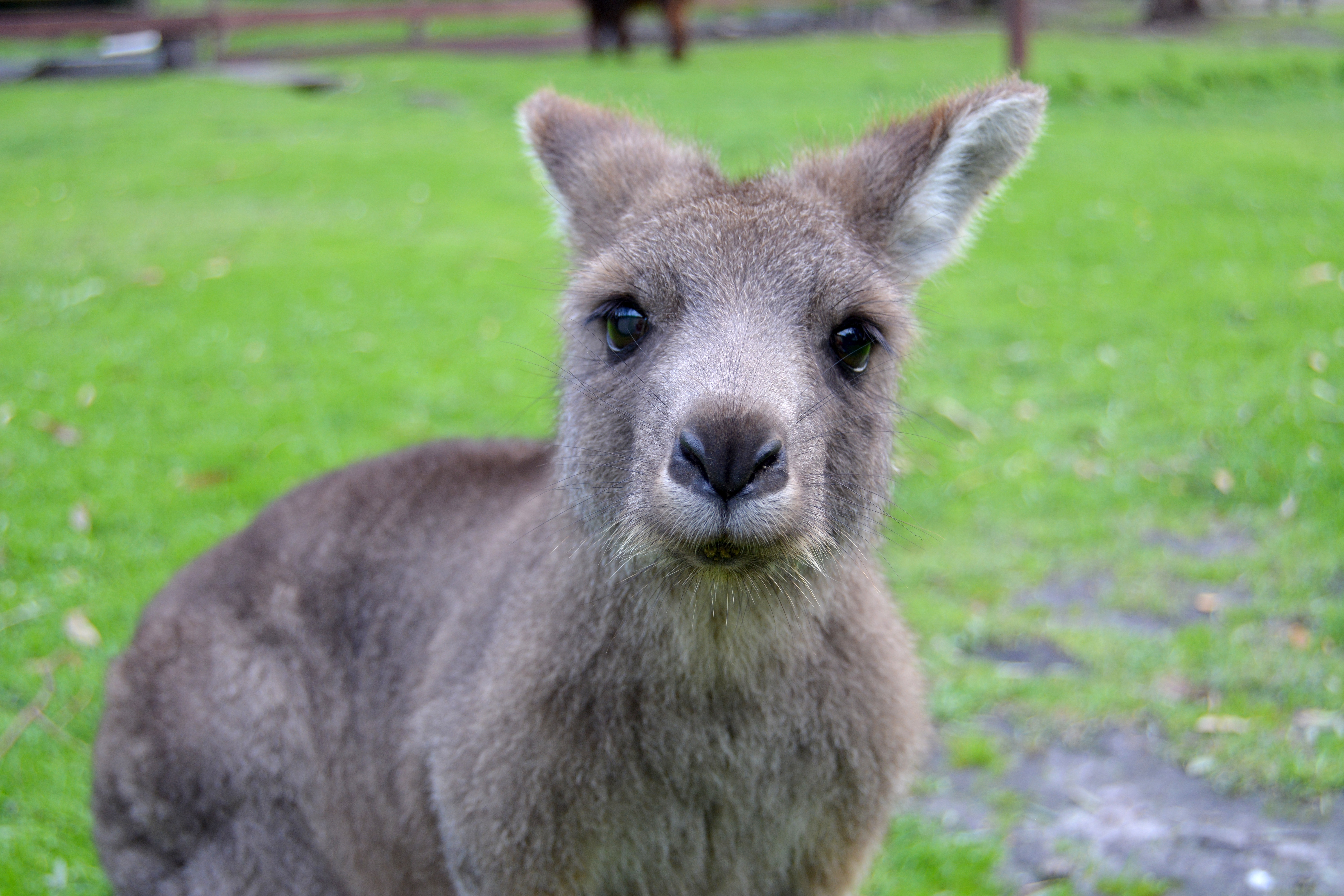 72782 Bild herunterladen tiere, kangaroo, schnauze, nett, schatz - Hintergrundbilder und Bildschirmschoner kostenlos