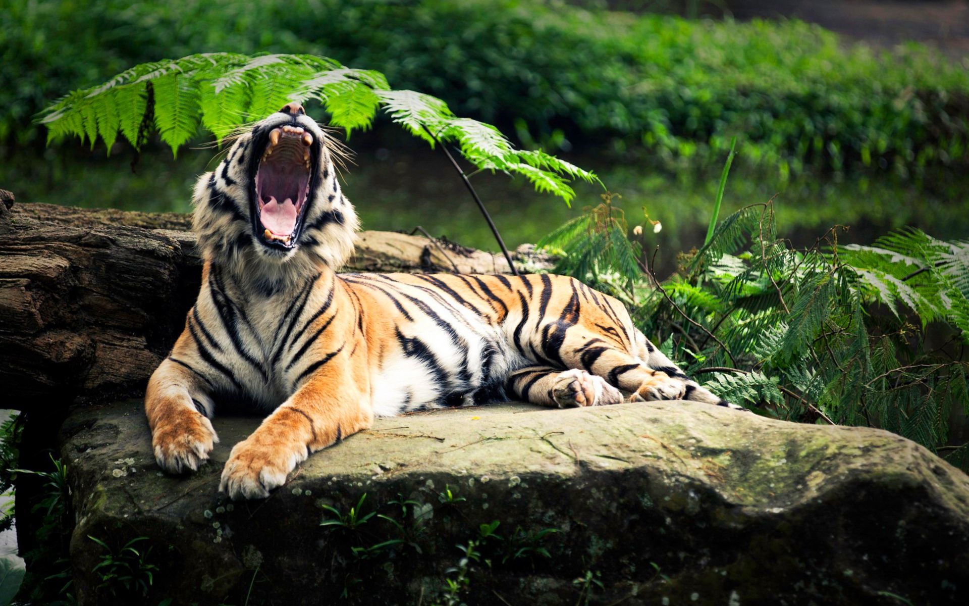 39741 baixar imagens animais, tigres - papéis de parede e protetores de tela gratuitamente