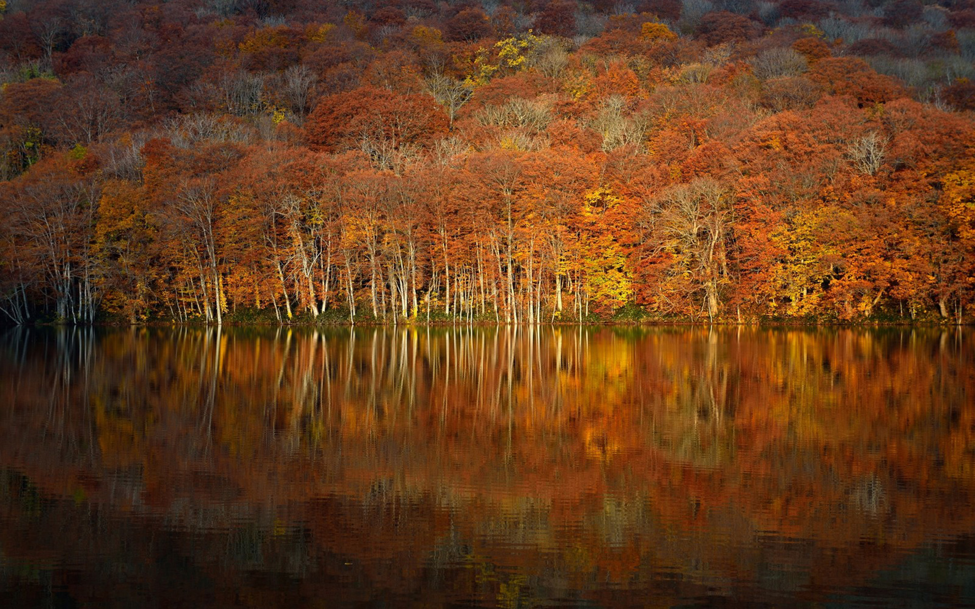 Descarga gratis la imagen Bosque, Tierra/naturaleza, Reflejo en el escritorio de tu PC